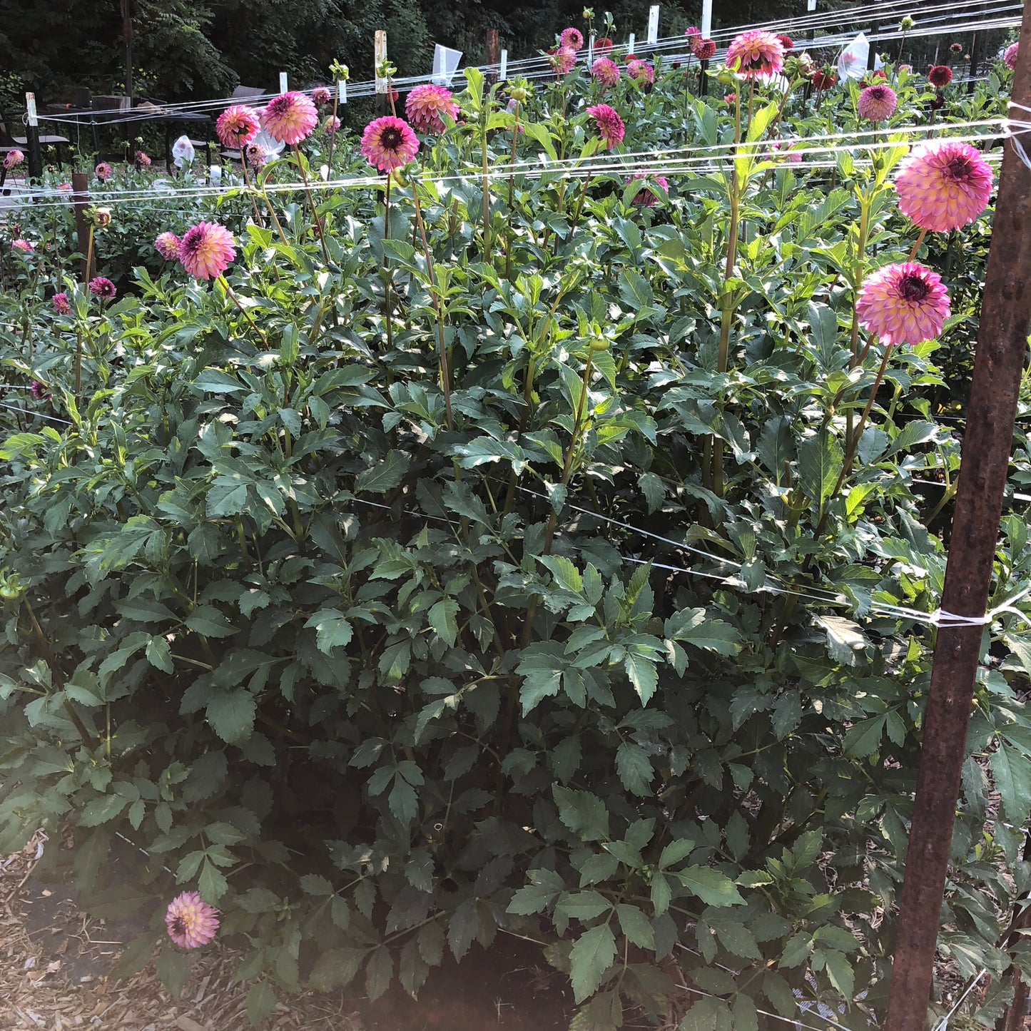 Foxy Lady Dahlia Tuber