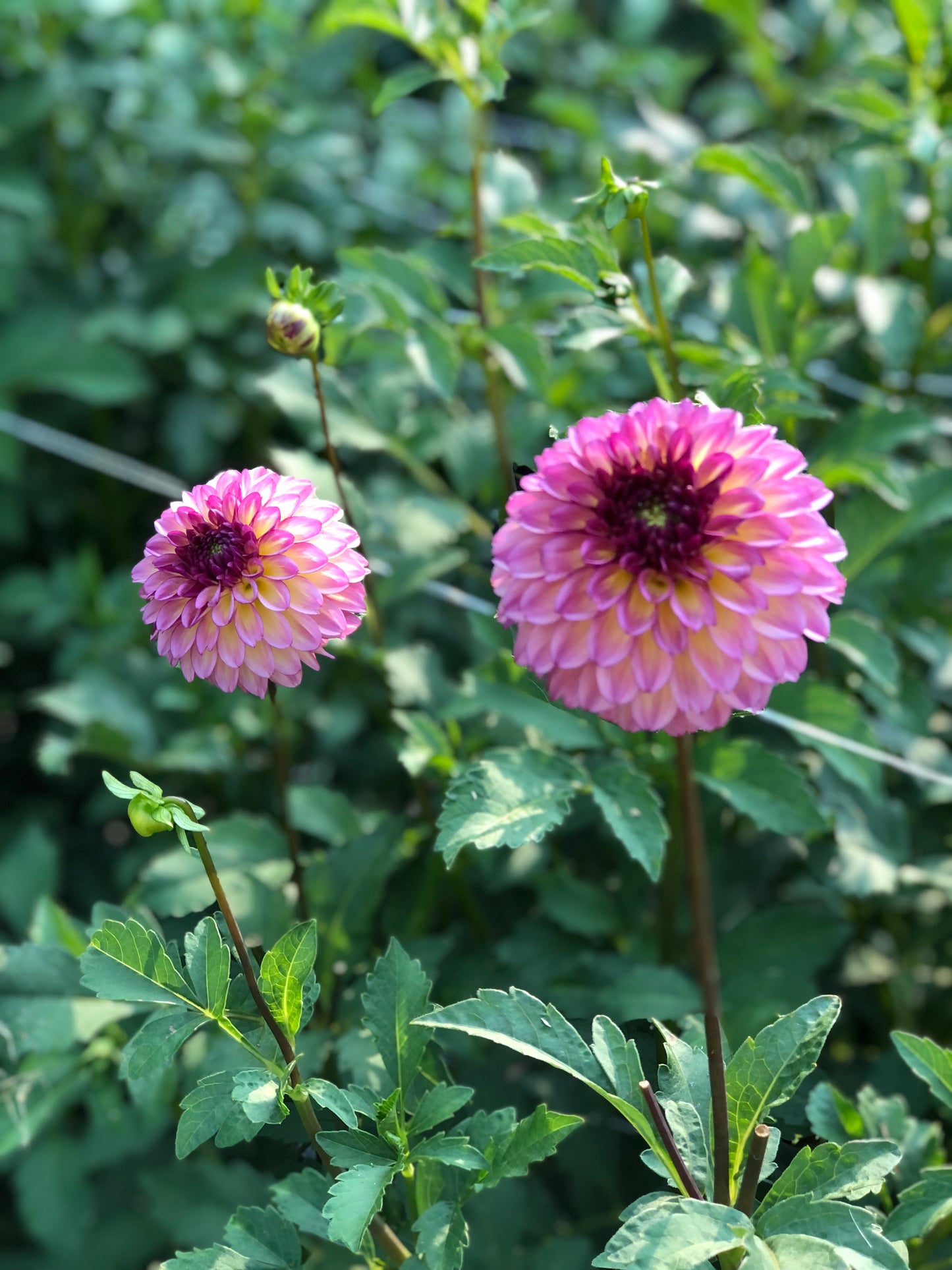 Foxy Lady Dahlia Tubers Bulk Lot of 5