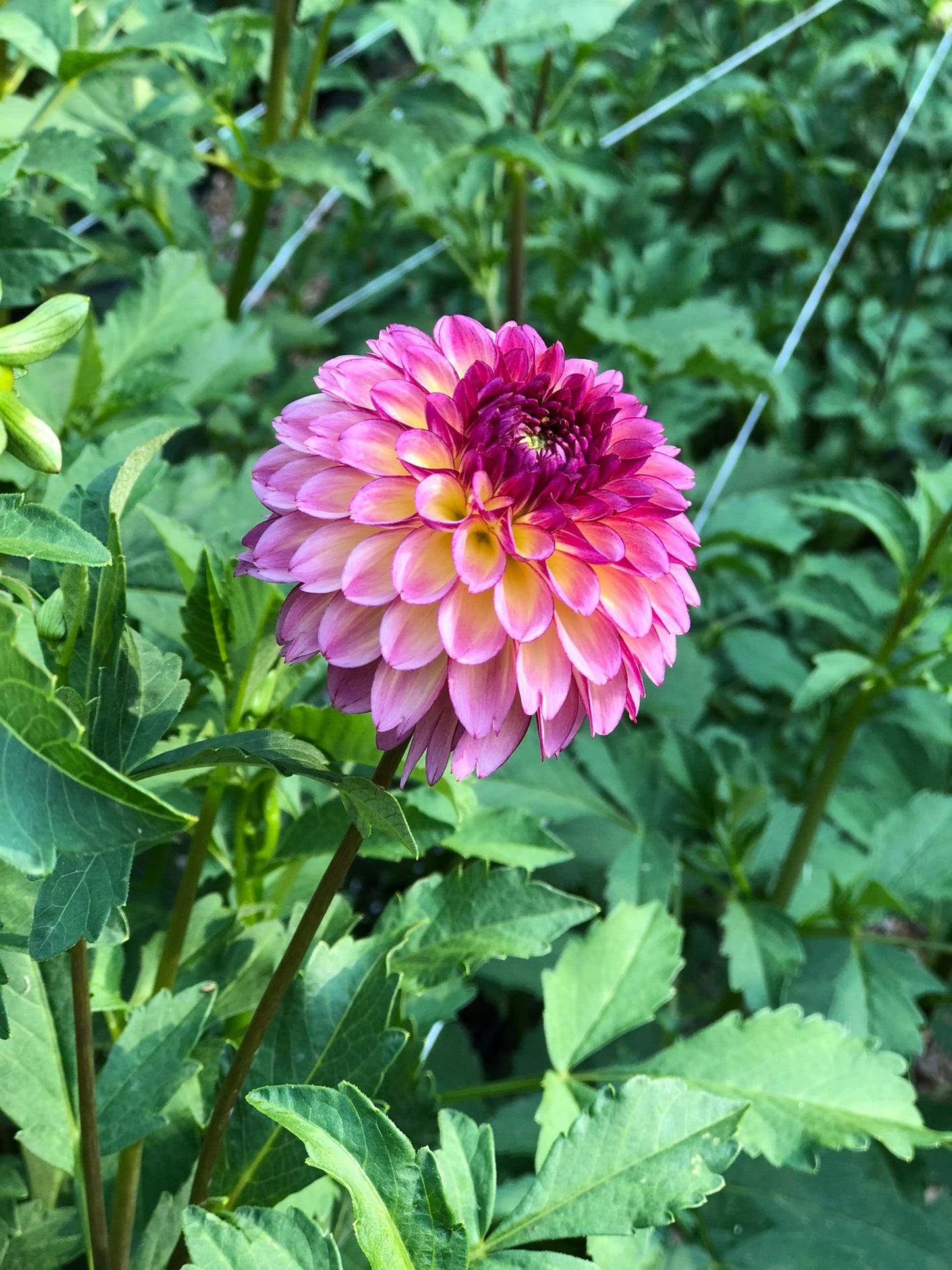 Foxy Lady Dahlia Tubers Bulk Lot of 5