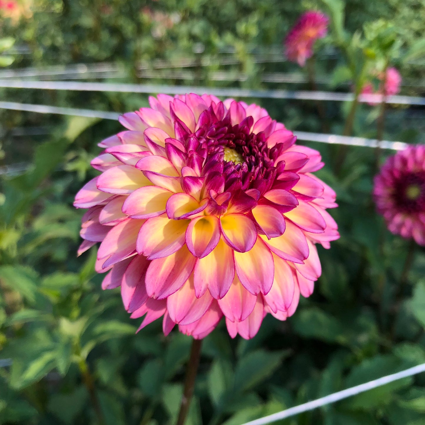 Foxy Lady Dahlia Tuber