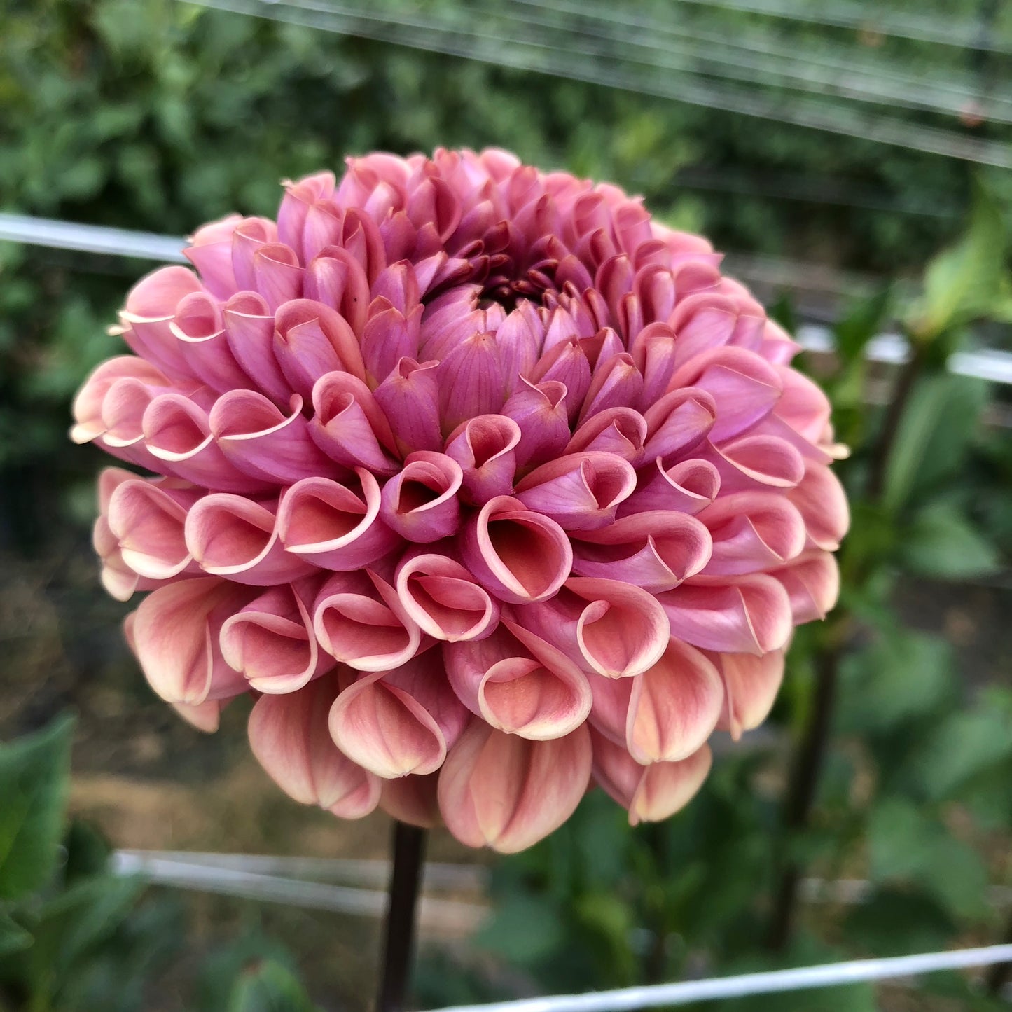 Cornel Bronze Dahlia Tuber