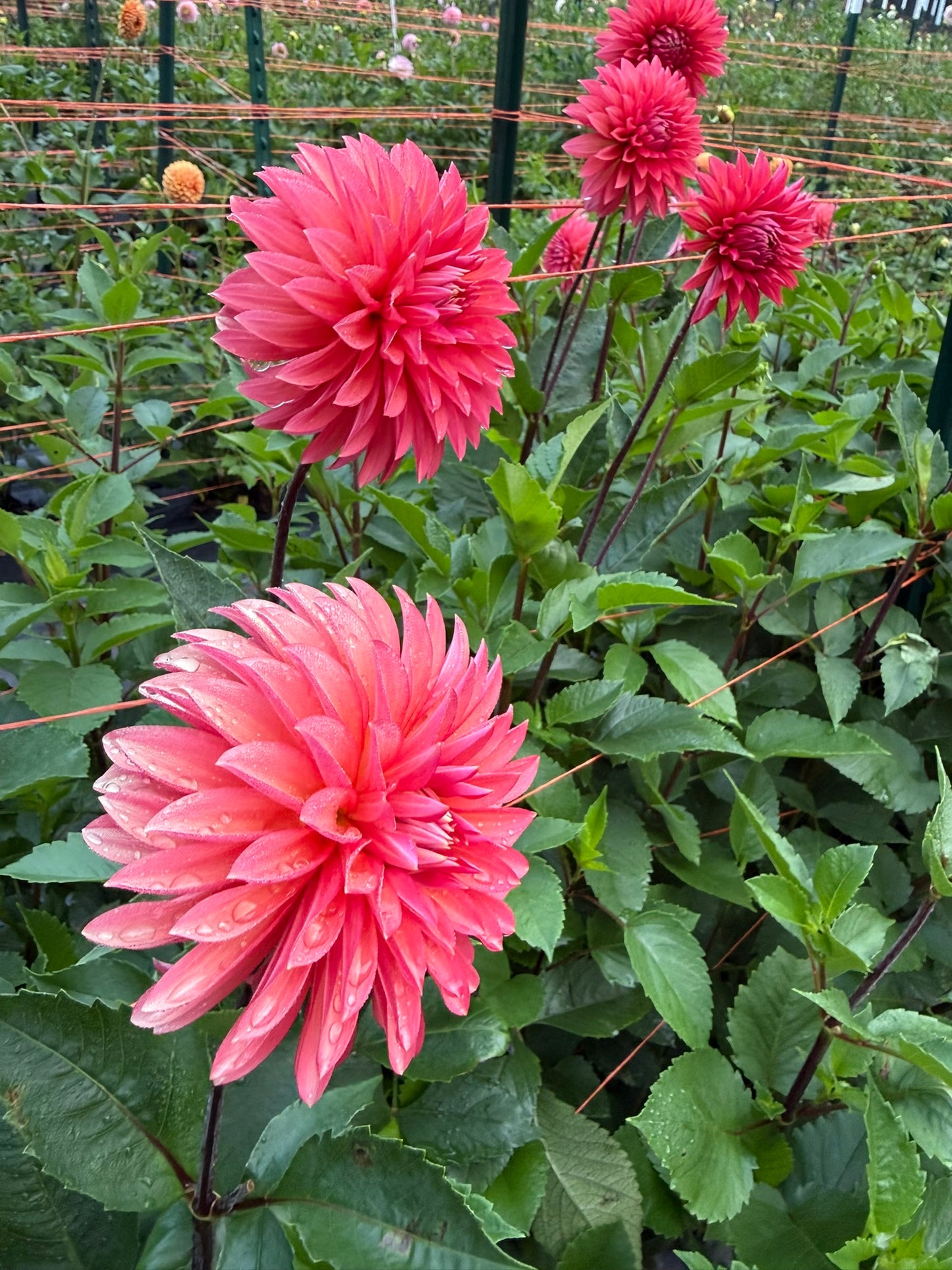Sandia Ruthie Dahlia Tuber