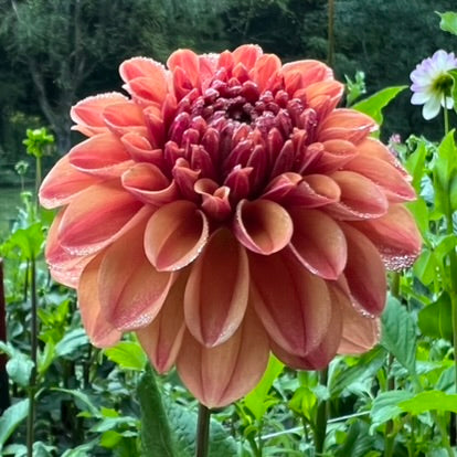 Ice Tea Dahlia Tuber