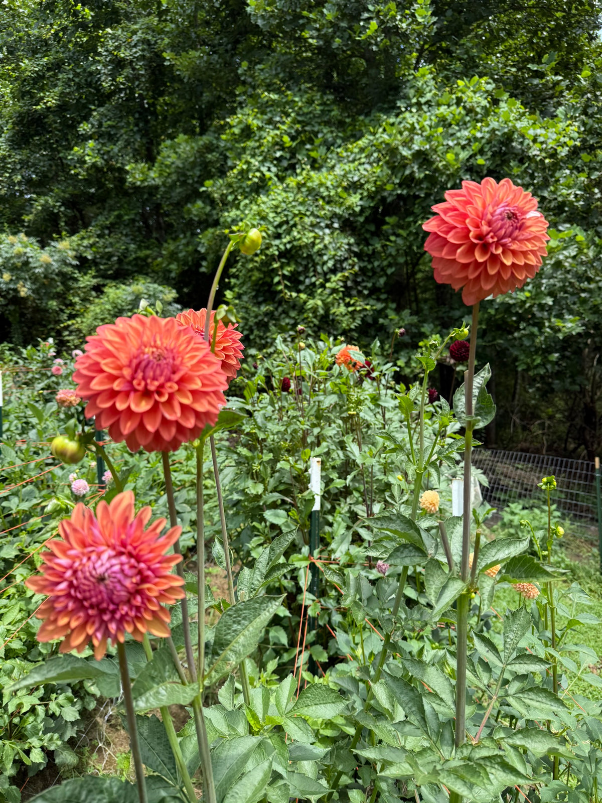 Misfit Kaleidoscope Dahlia Tuber