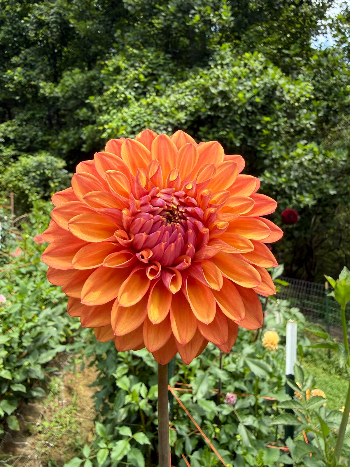Misfit Kaleidoscope Dahlia Tuber