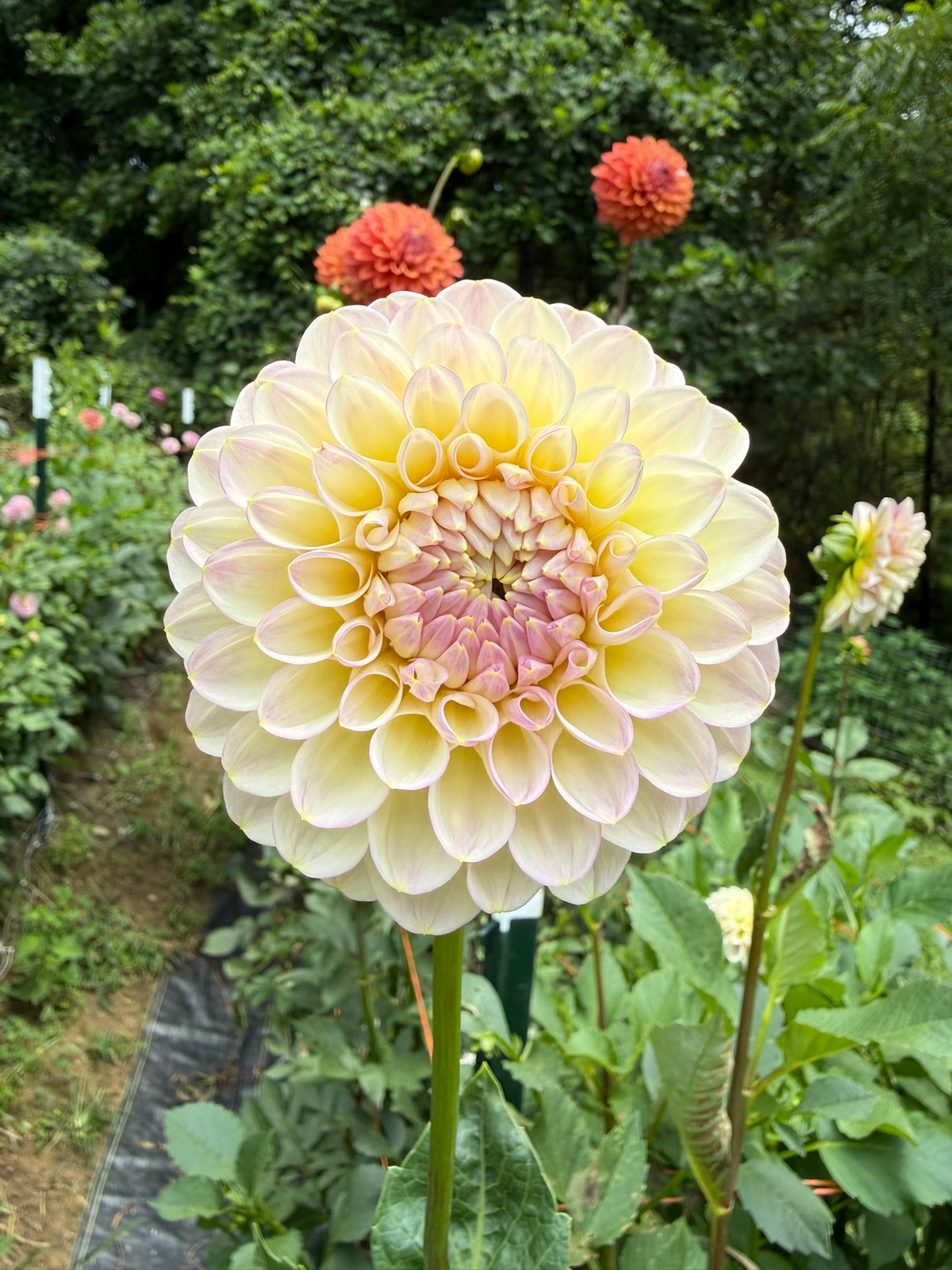 Arnside Rose Dahlia Tuber