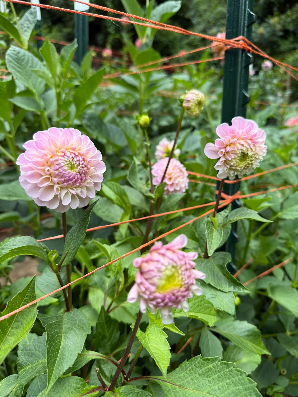 20th Ave Memory Dahlia Tuber