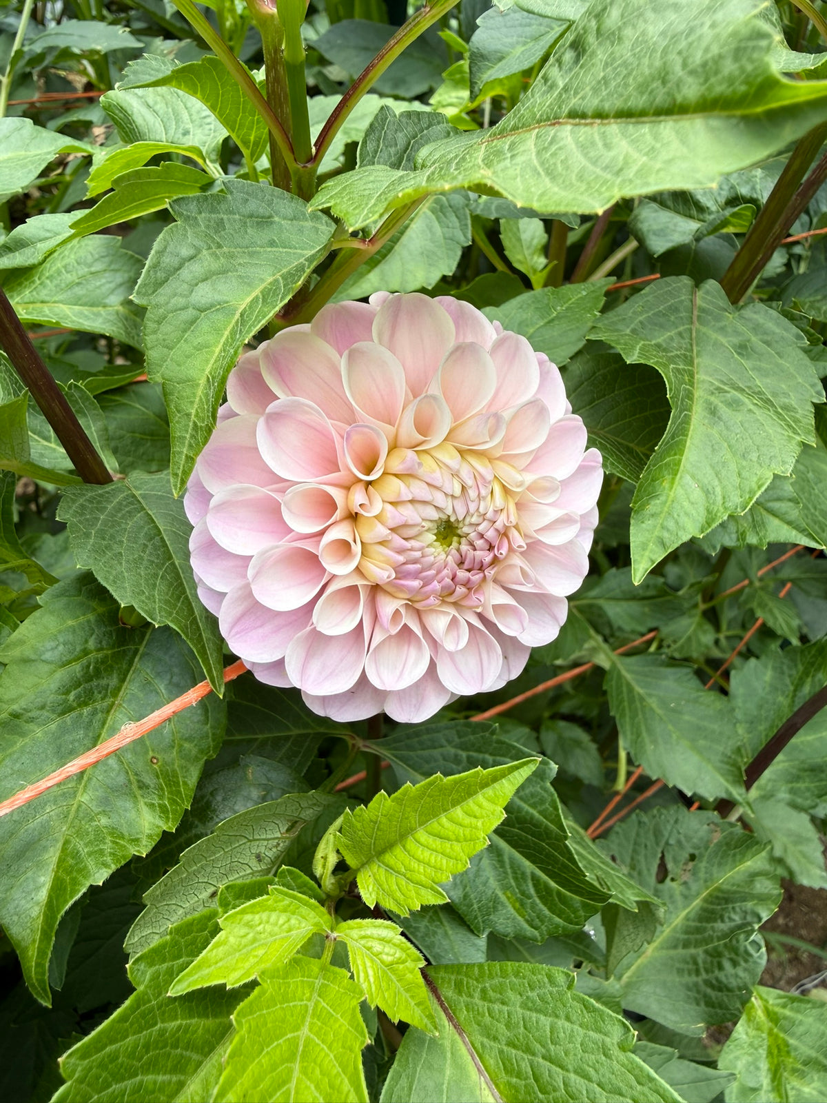 20th Ave Memory Dahlia Tuber