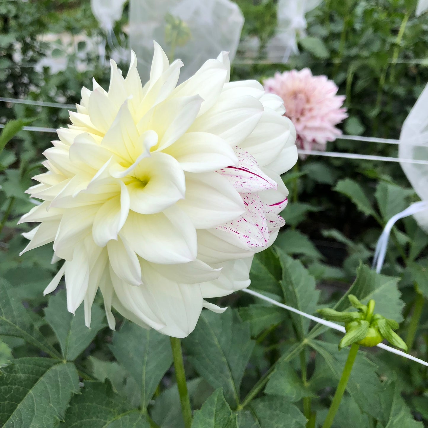 Bristol Fleck Dahlia Tubers Bulk Lot of 5