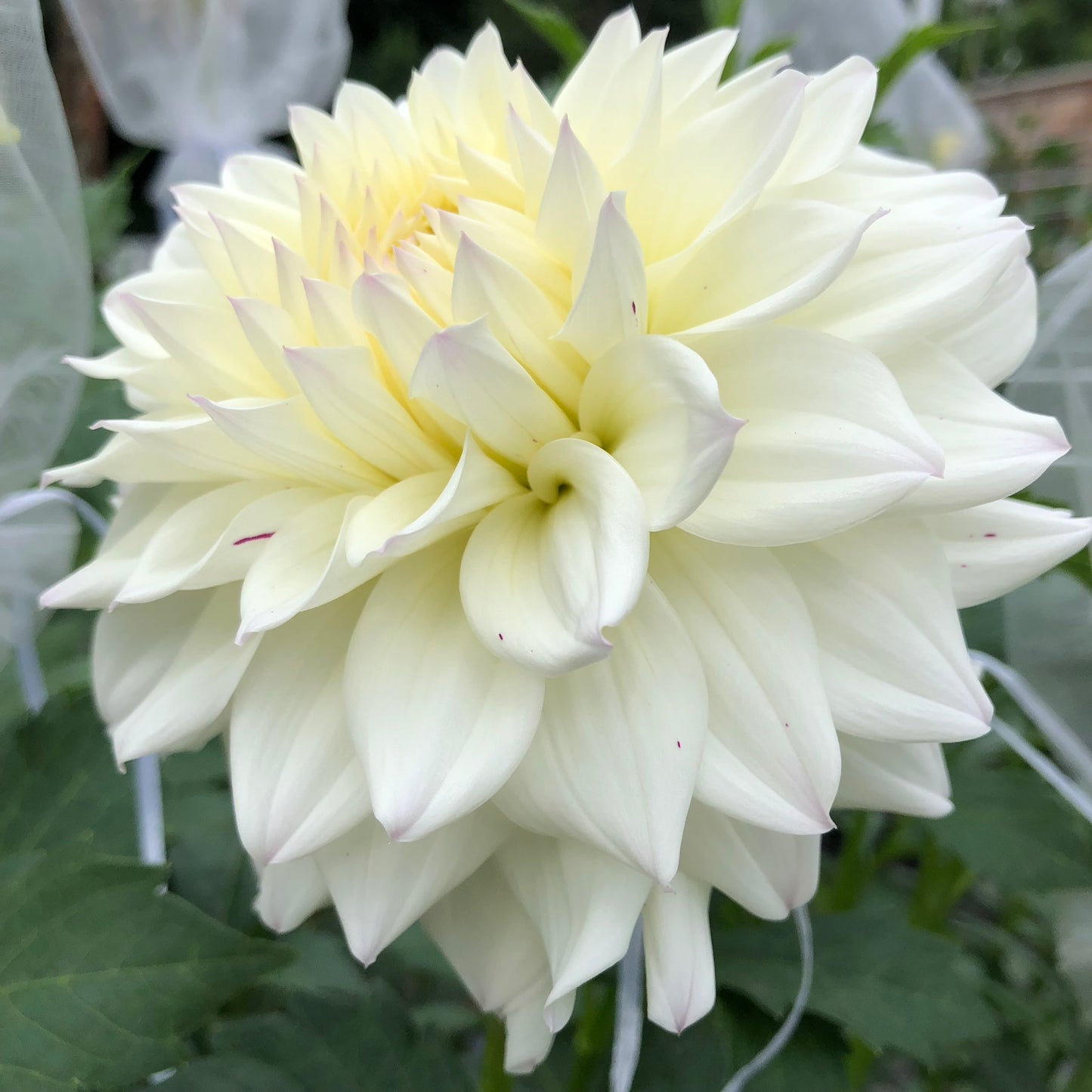 Bristol Fleck Dahlia Tubers Bulk Lot of 5