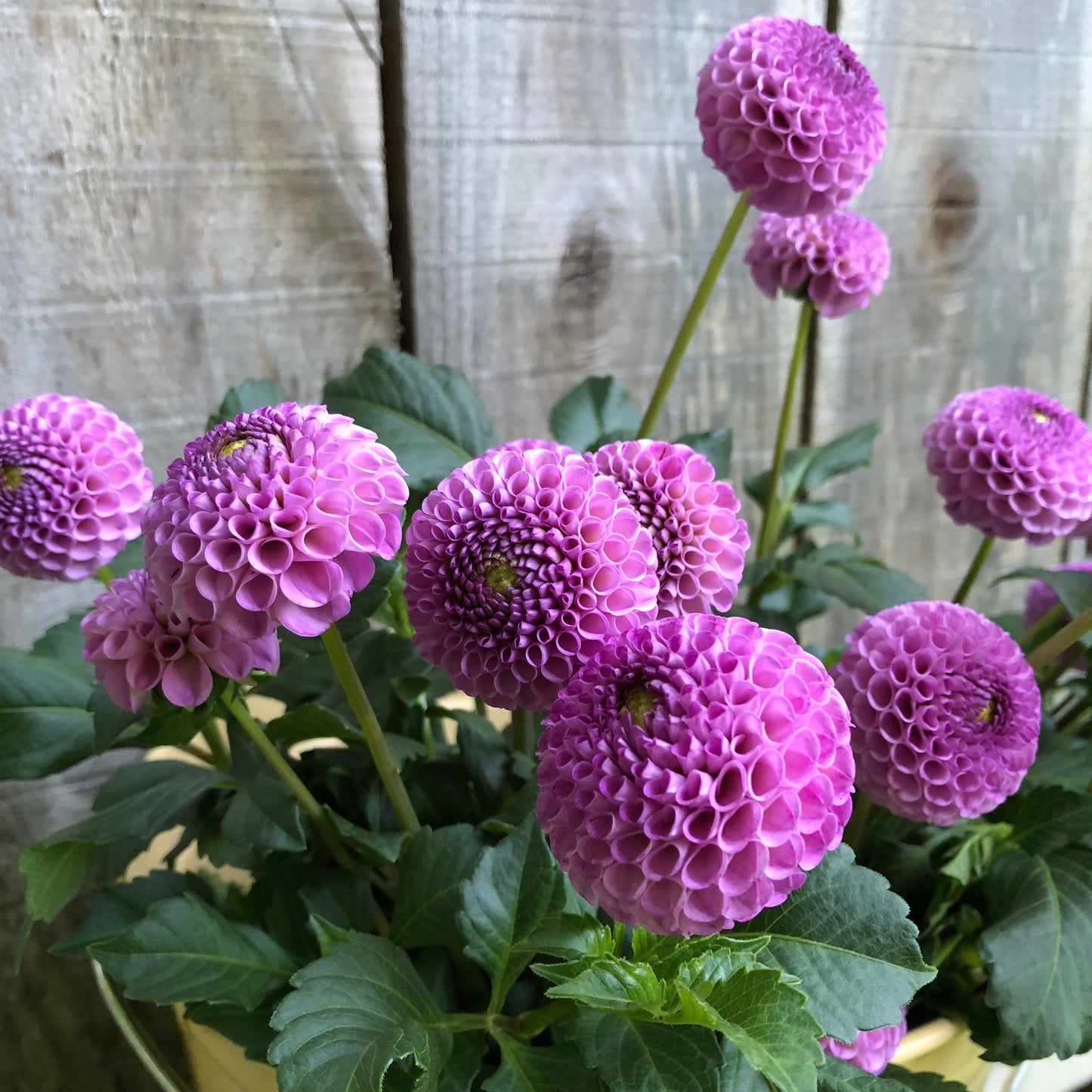 Frank Holmes Dahlia Tuber