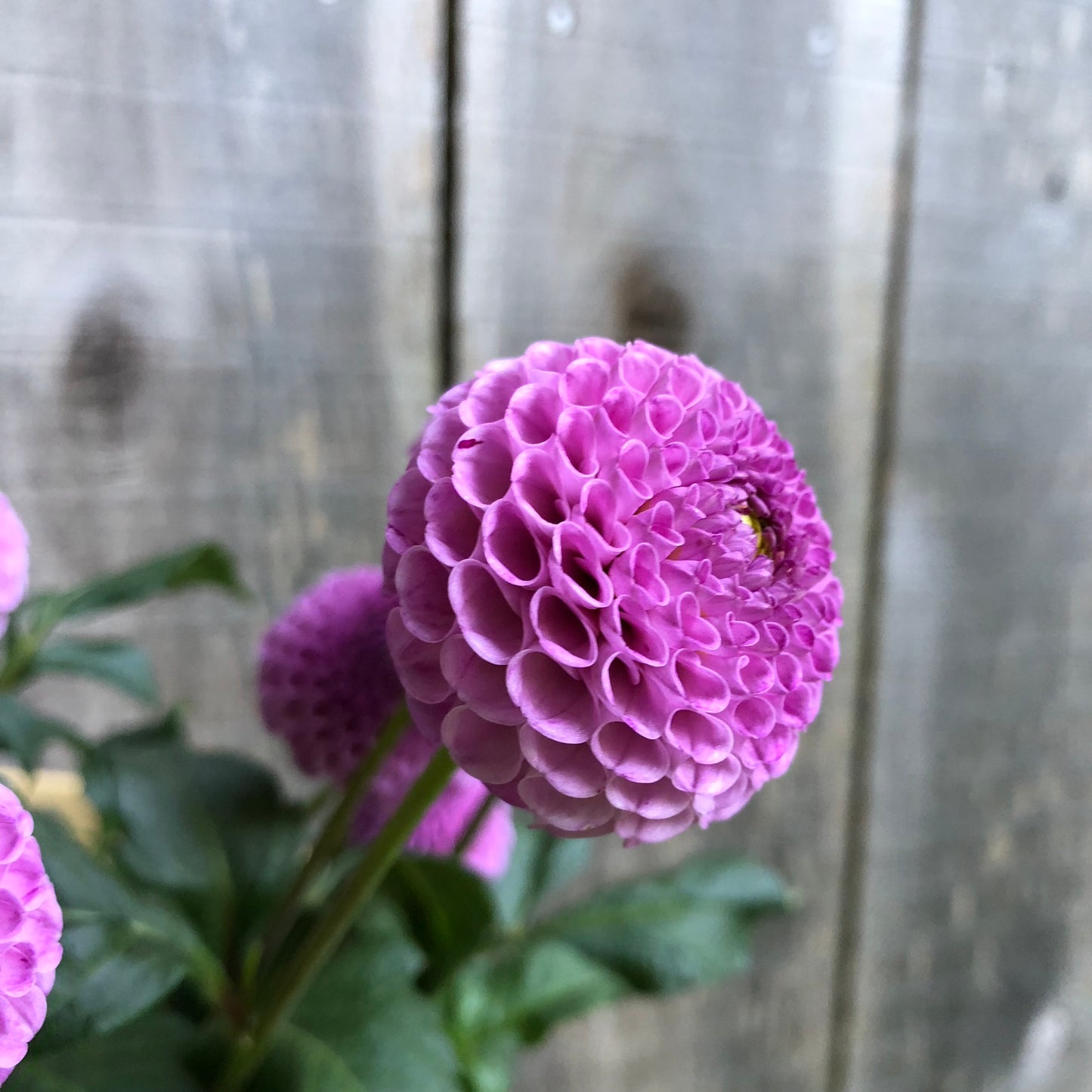 Frank Holmes Dahlia Tuber