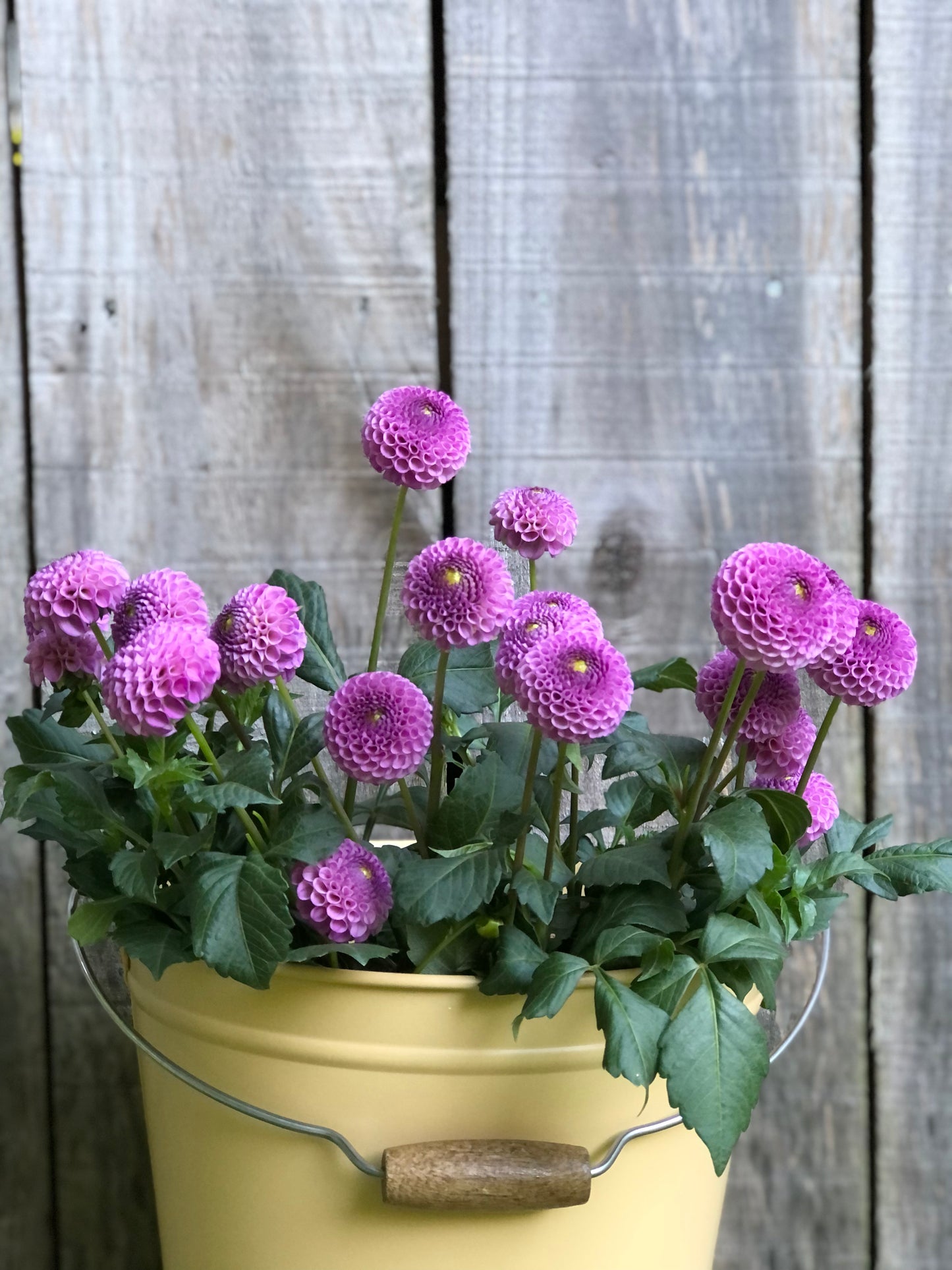 Frank Holmes Dahlia Tuber