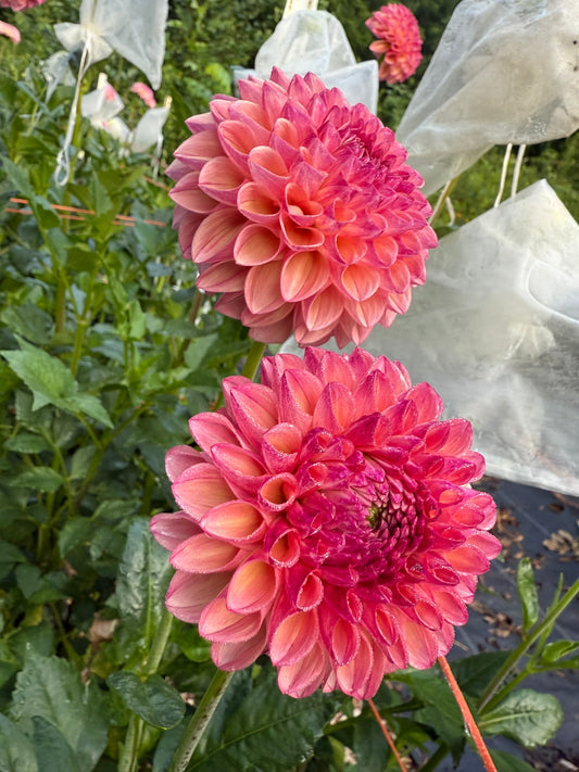 Robinhood Dahlia Tuber