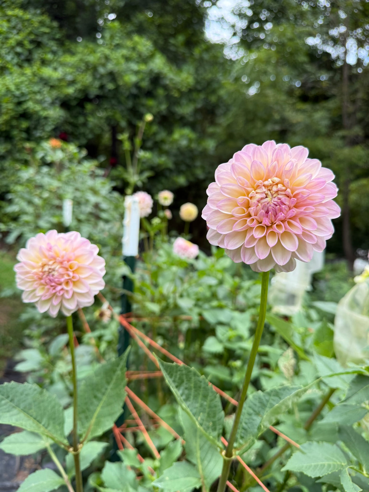 Arnside Rose Dahlia Tuber