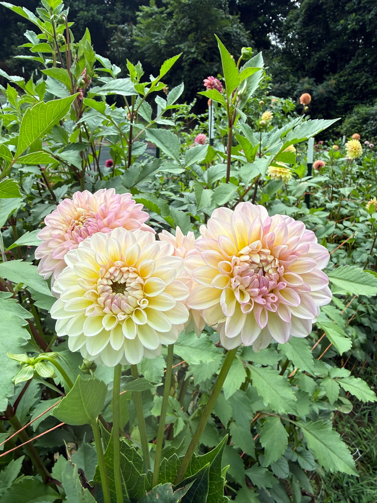 Arnside Rose Dahlia Tuber