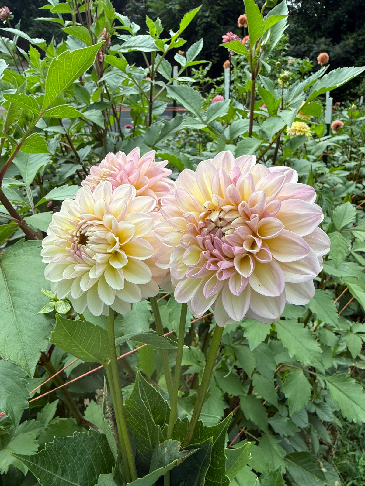 Arnside Rose Dahlia Tuber