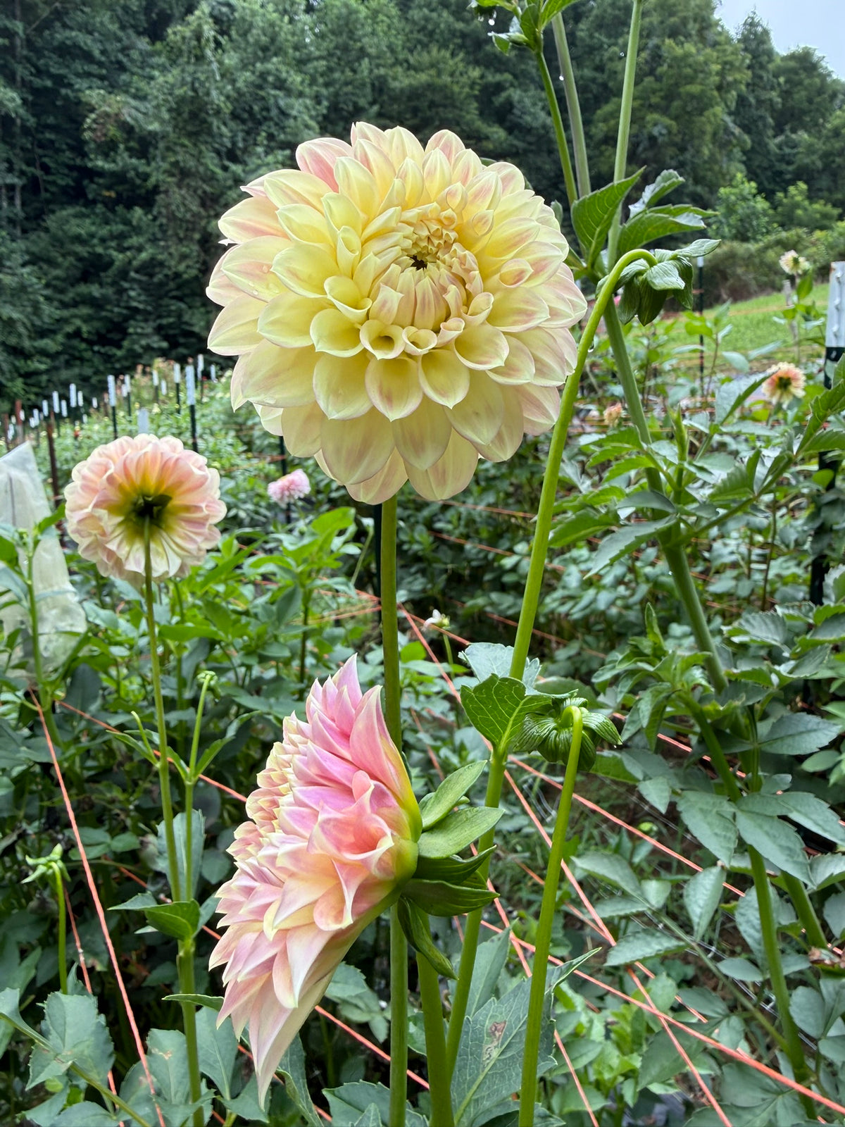 Coorabell Astrid Dahlia Tuber