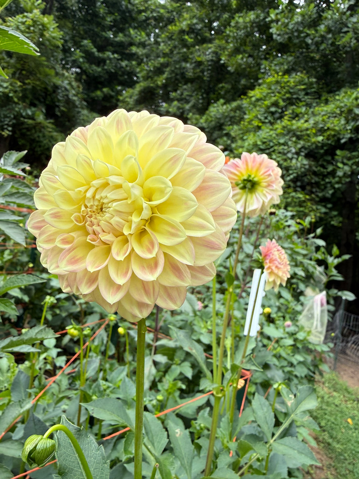 Coorabell Astrid Dahlia Tuber