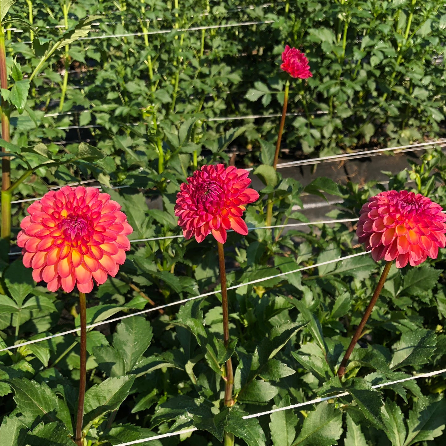 Doodlebug Dahlia Tuber