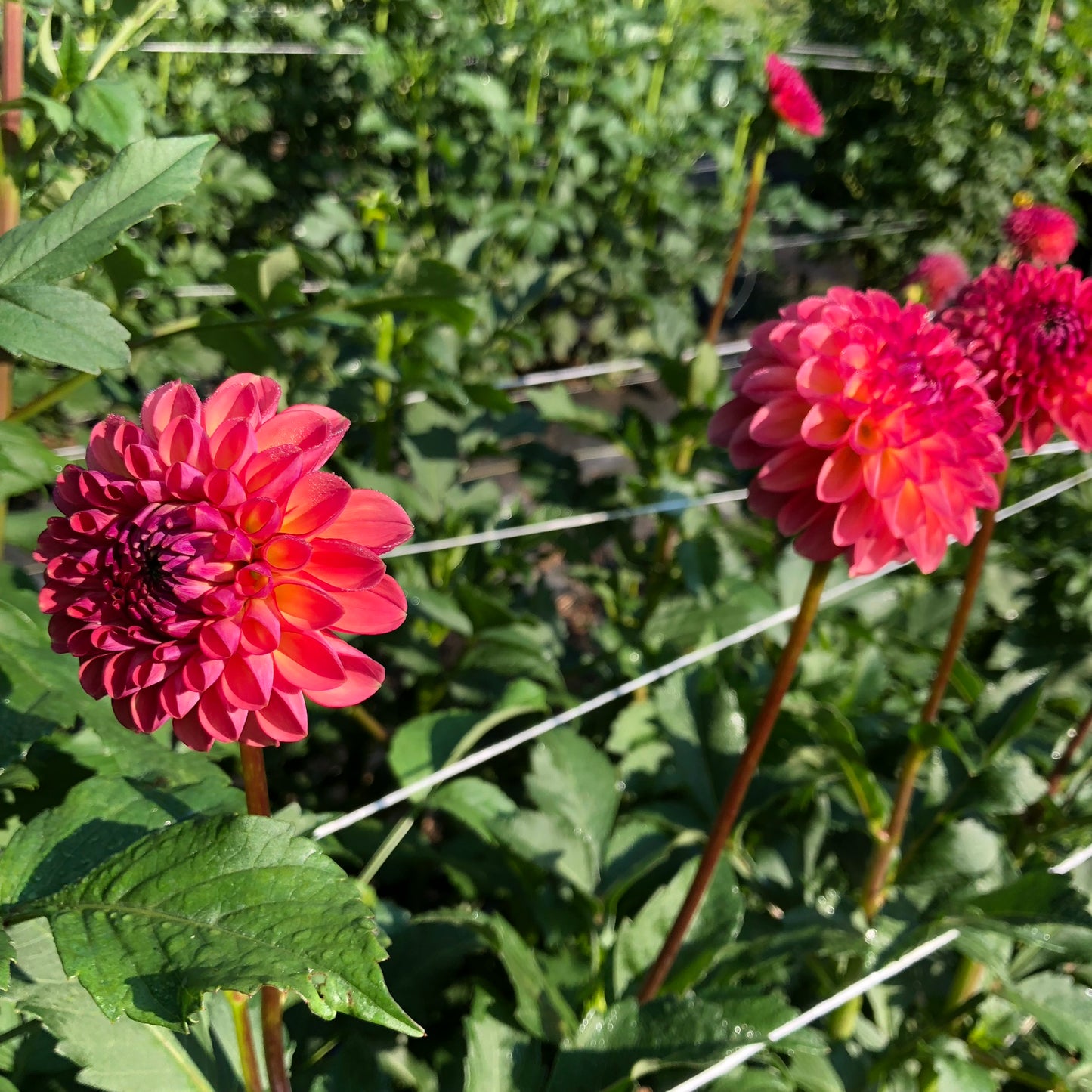 Doodlebug Dahlia Tuber