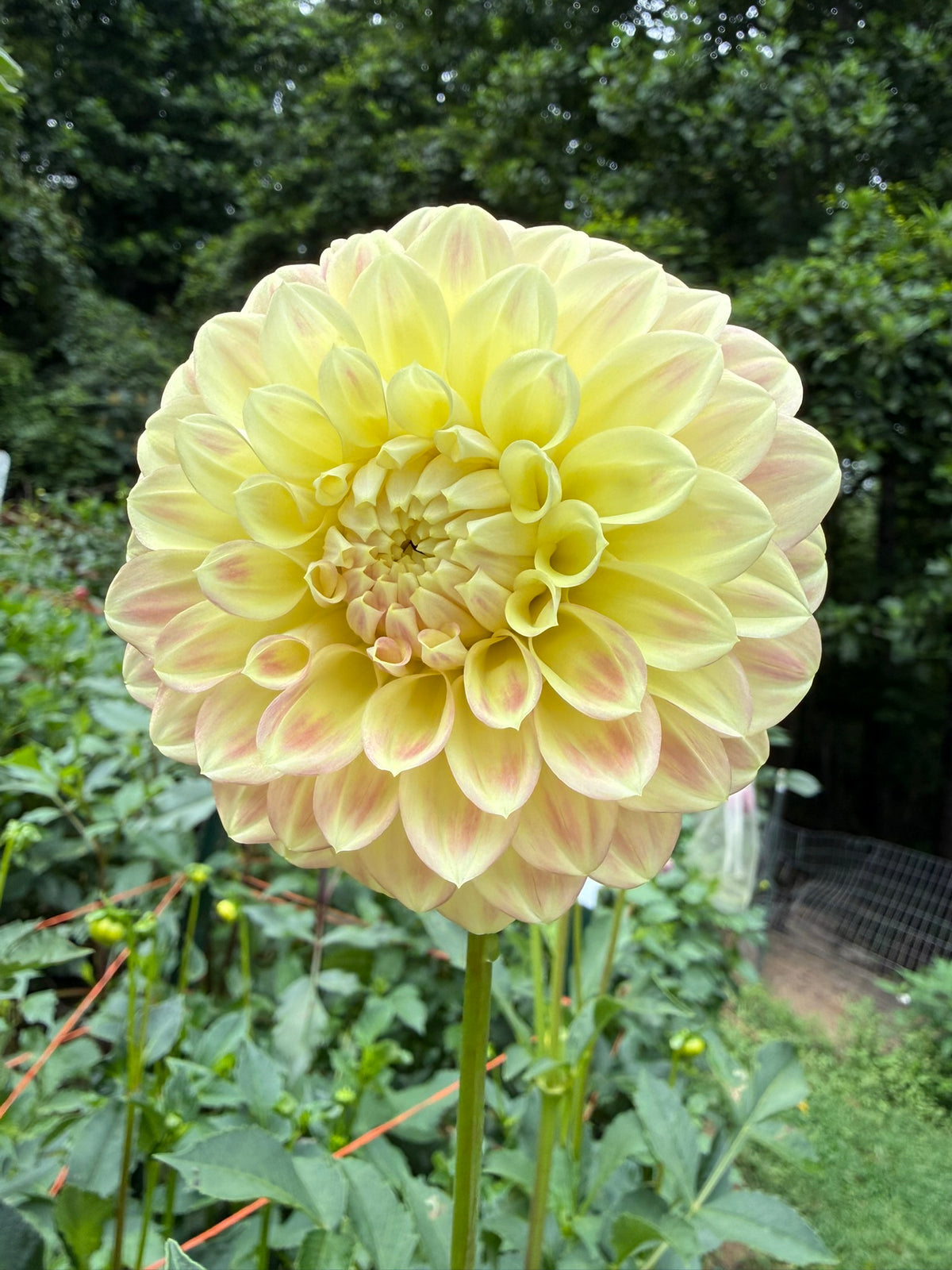 Coorabell Astrid Dahlia Tuber