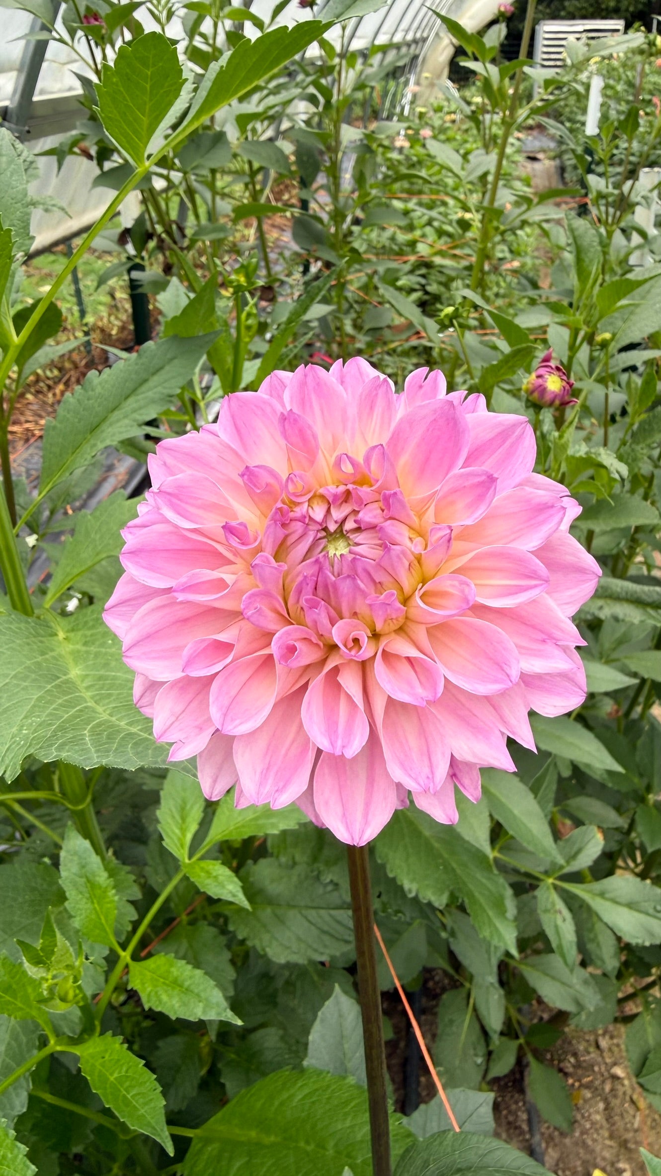 KA's™ Novella Rosa Dahlia Tuber