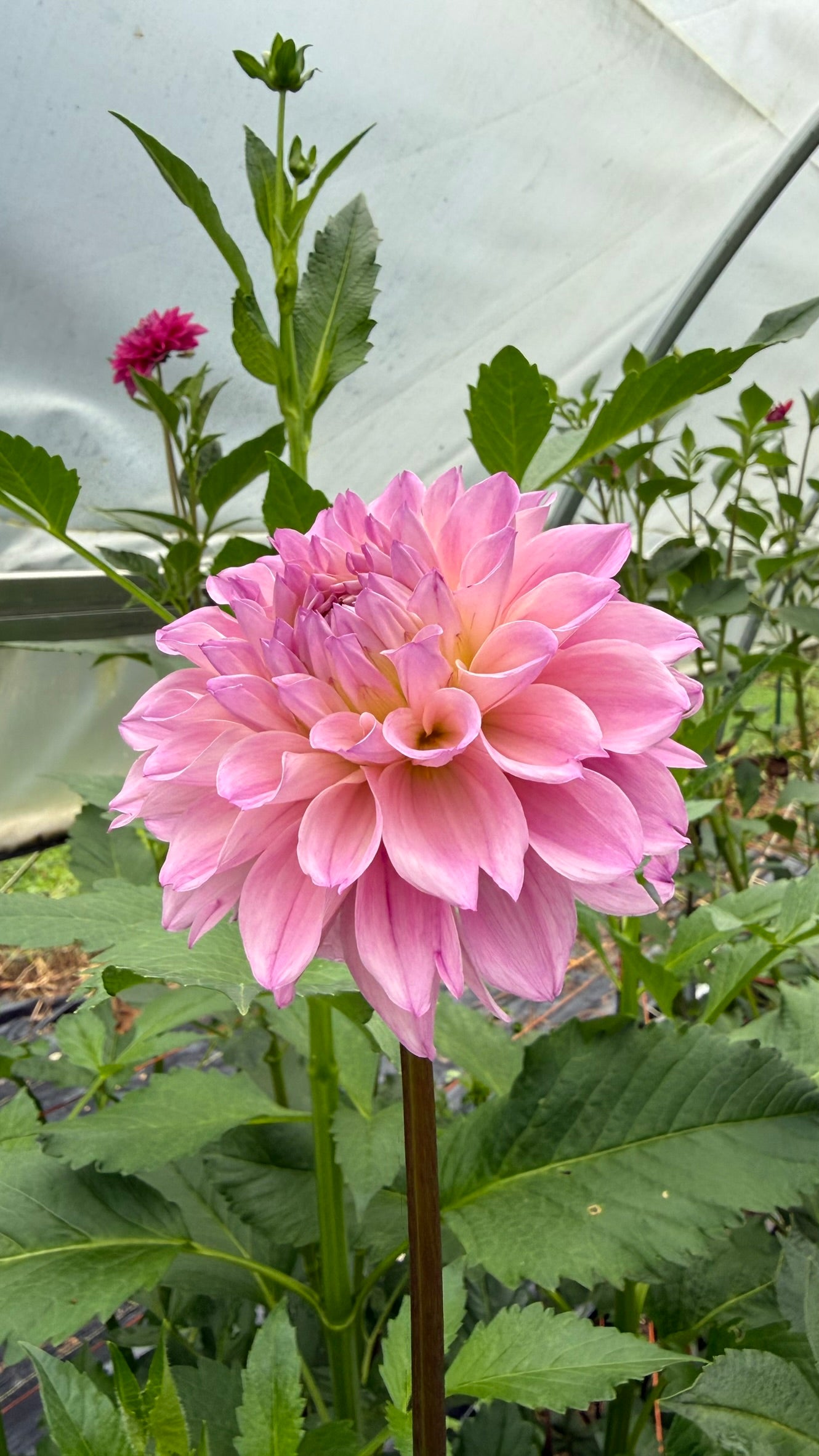 KA's™ Novella Rosa Dahlia Tuber