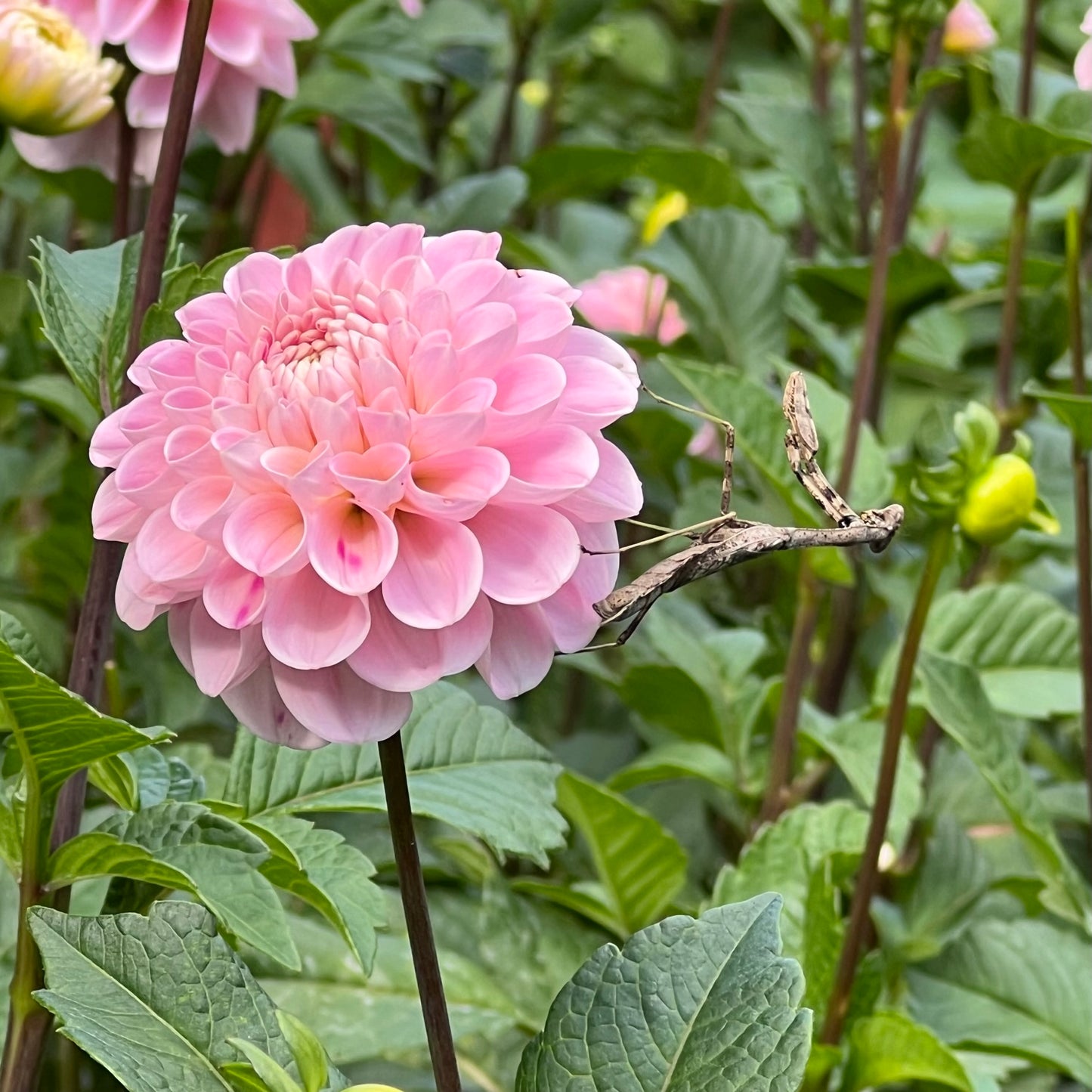 Wizard of Oz Dahlia Tuber