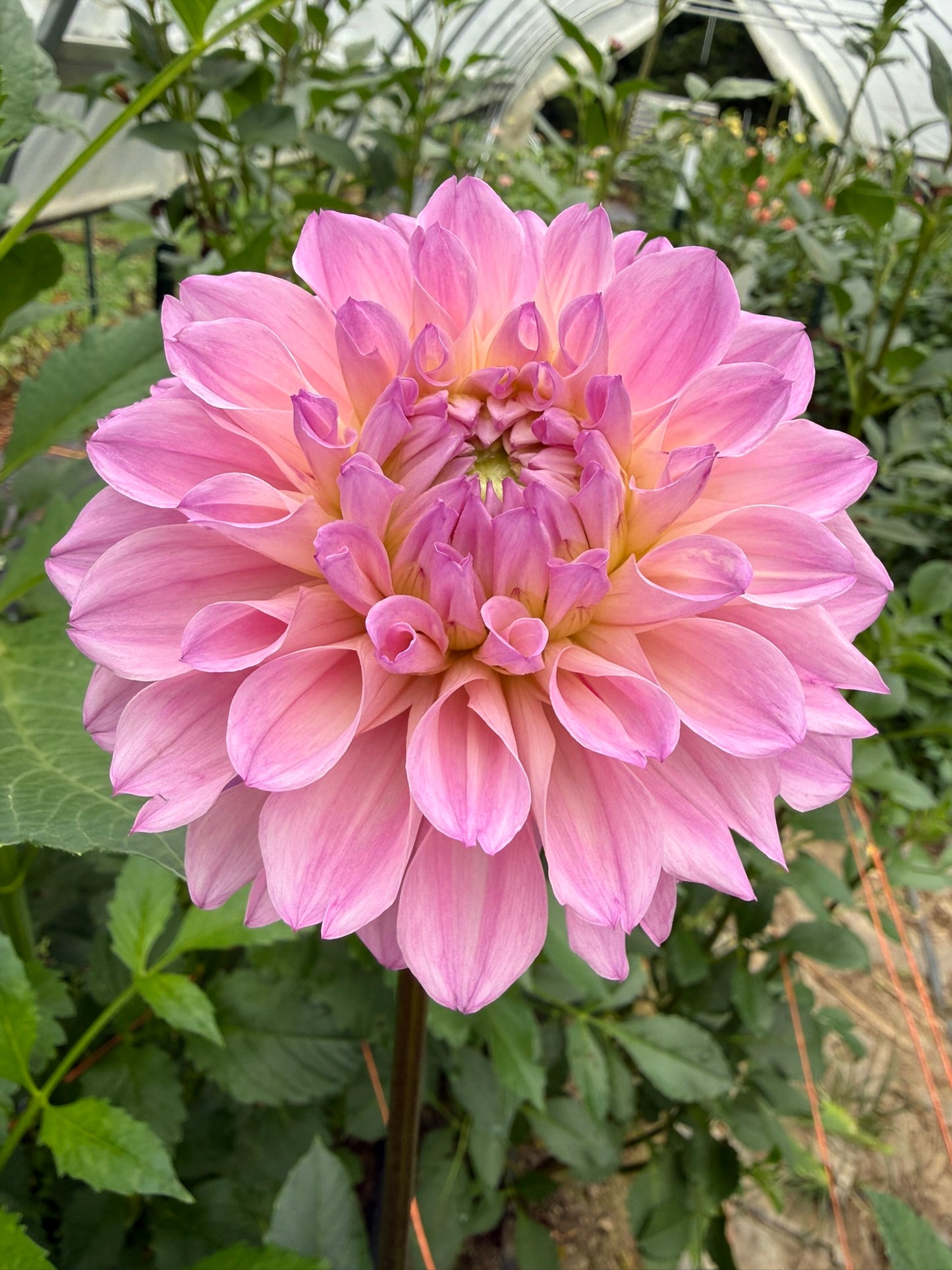 KA's™ Novella Rosa Dahlia Tuber
