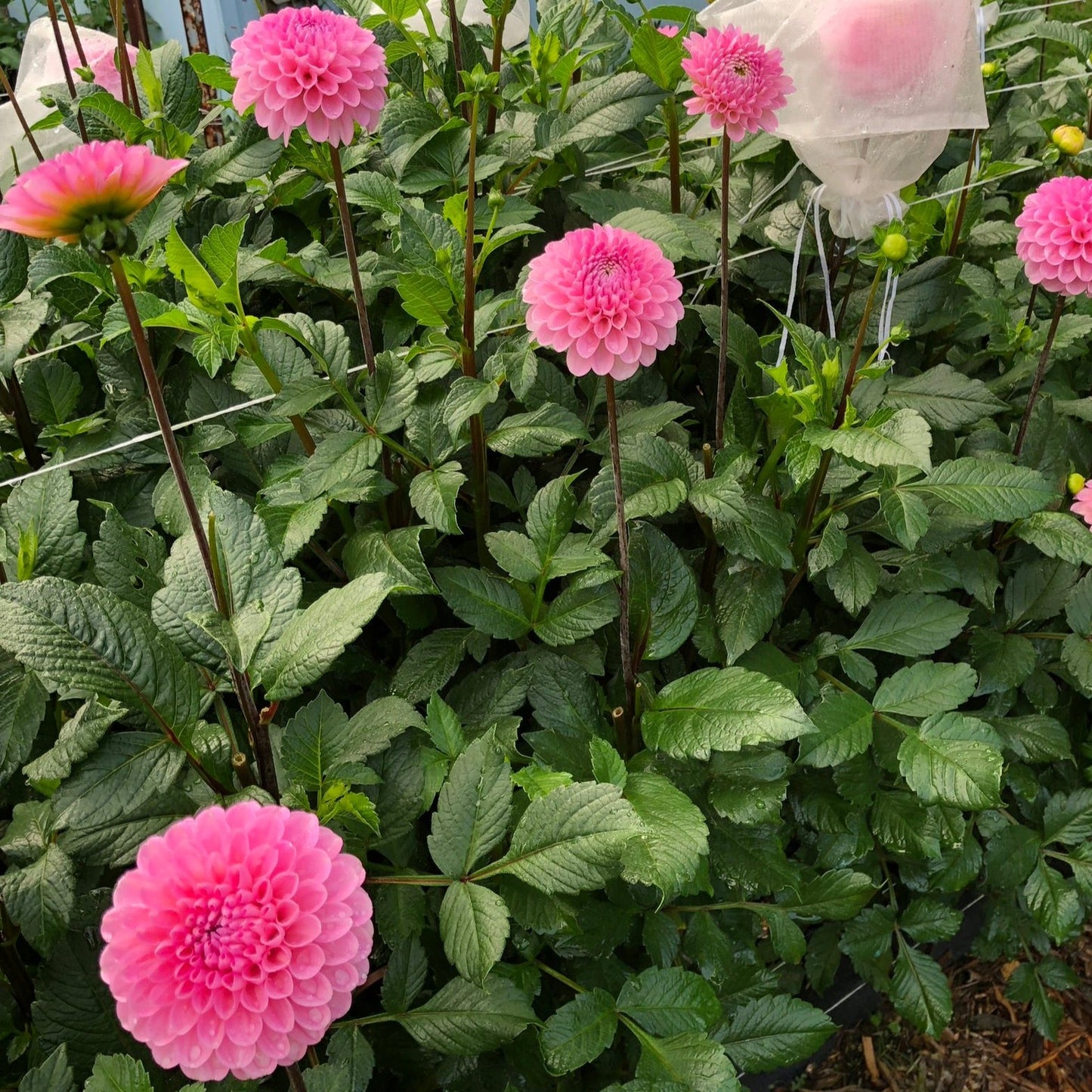 Wizard of Oz Dahlia Tuber