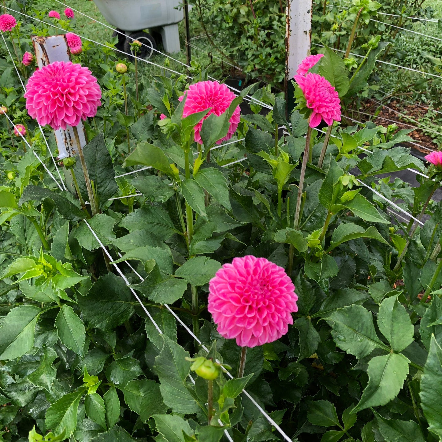 Rebecca Lynn Dahlia Tuber