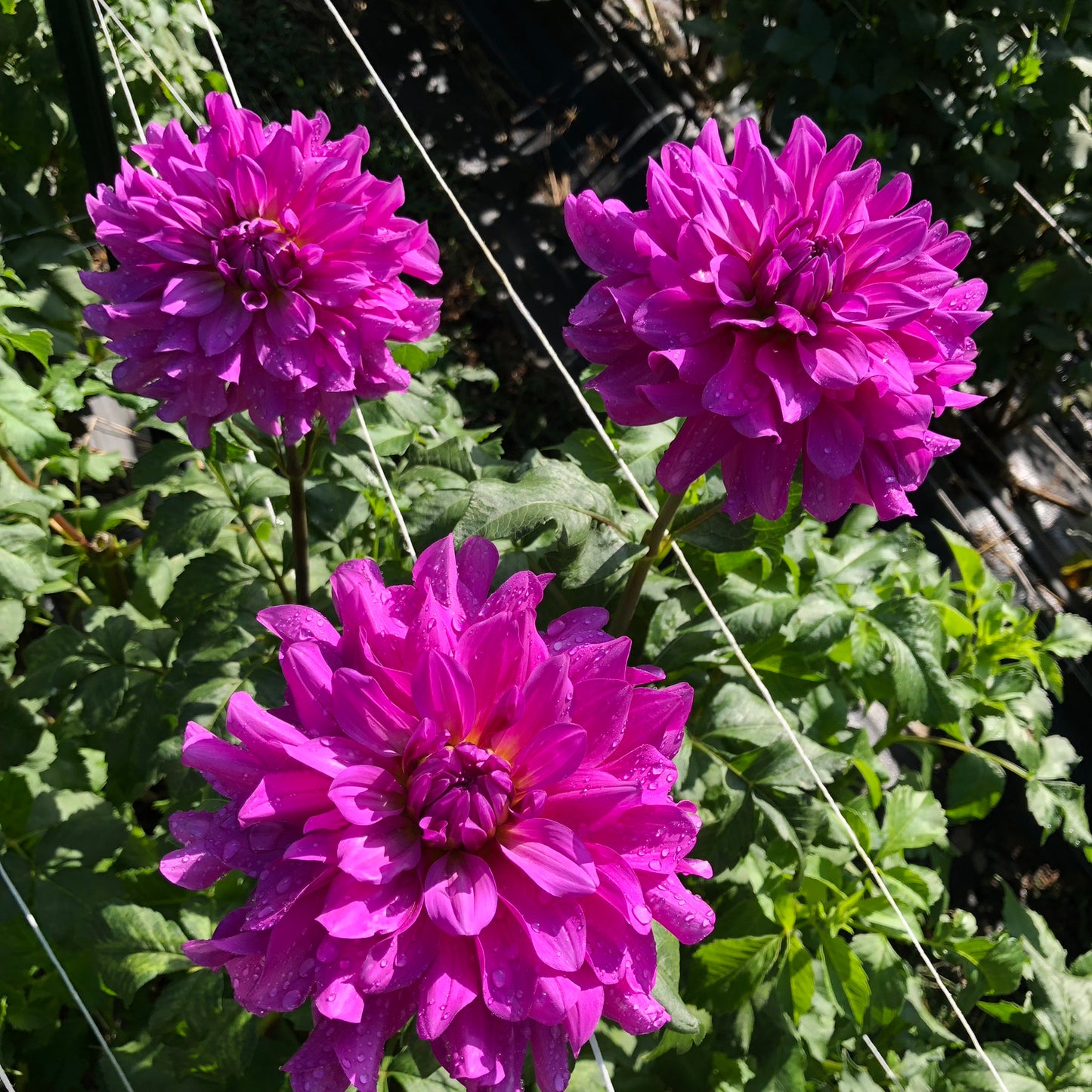 Bluetiful Dahlia Tuber