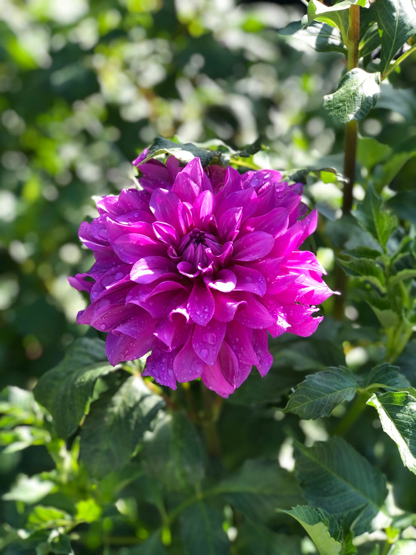 Bluetiful Dahlia Tuber