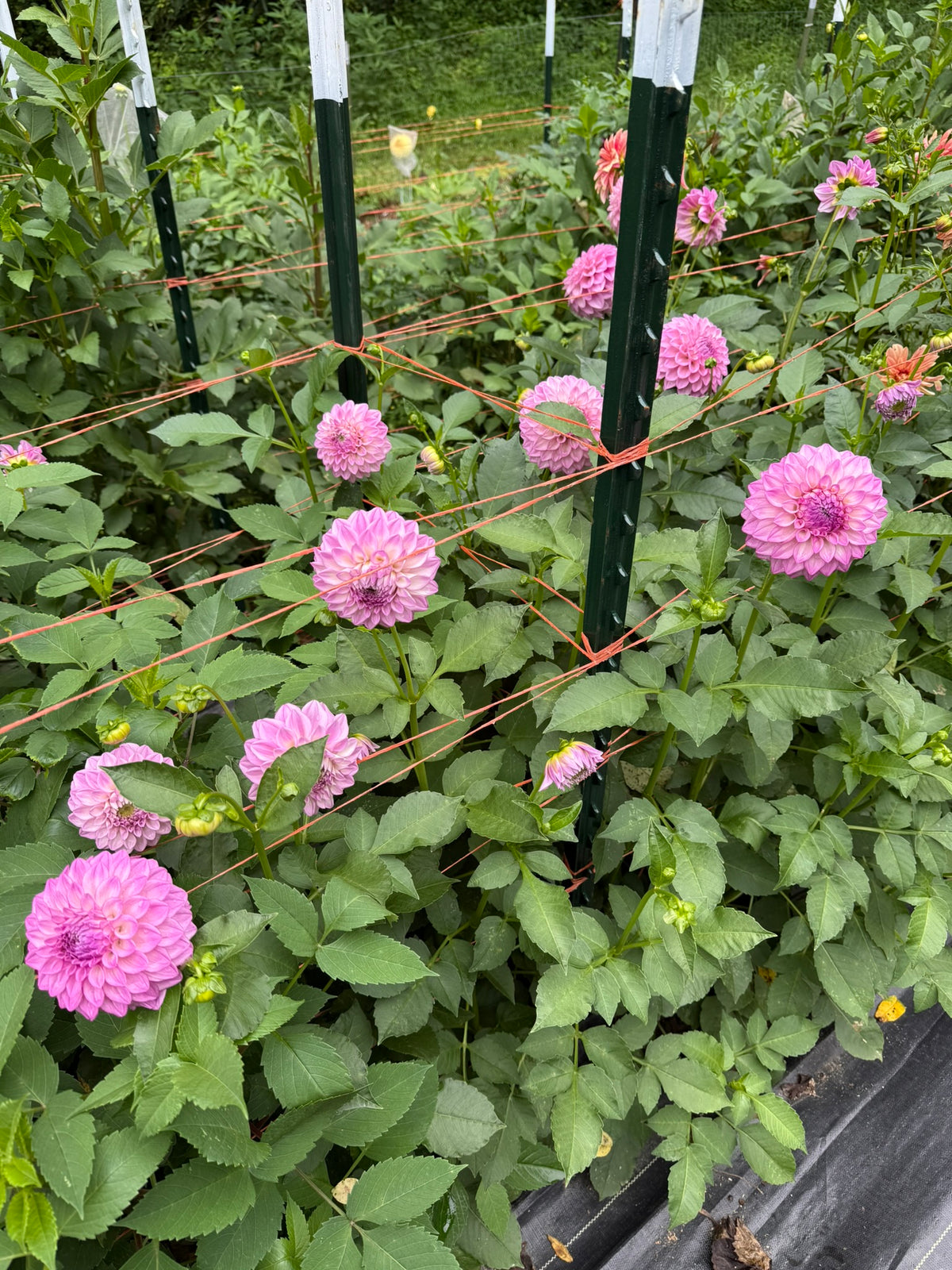 MFF Cotton Candy Dahlia Tuber