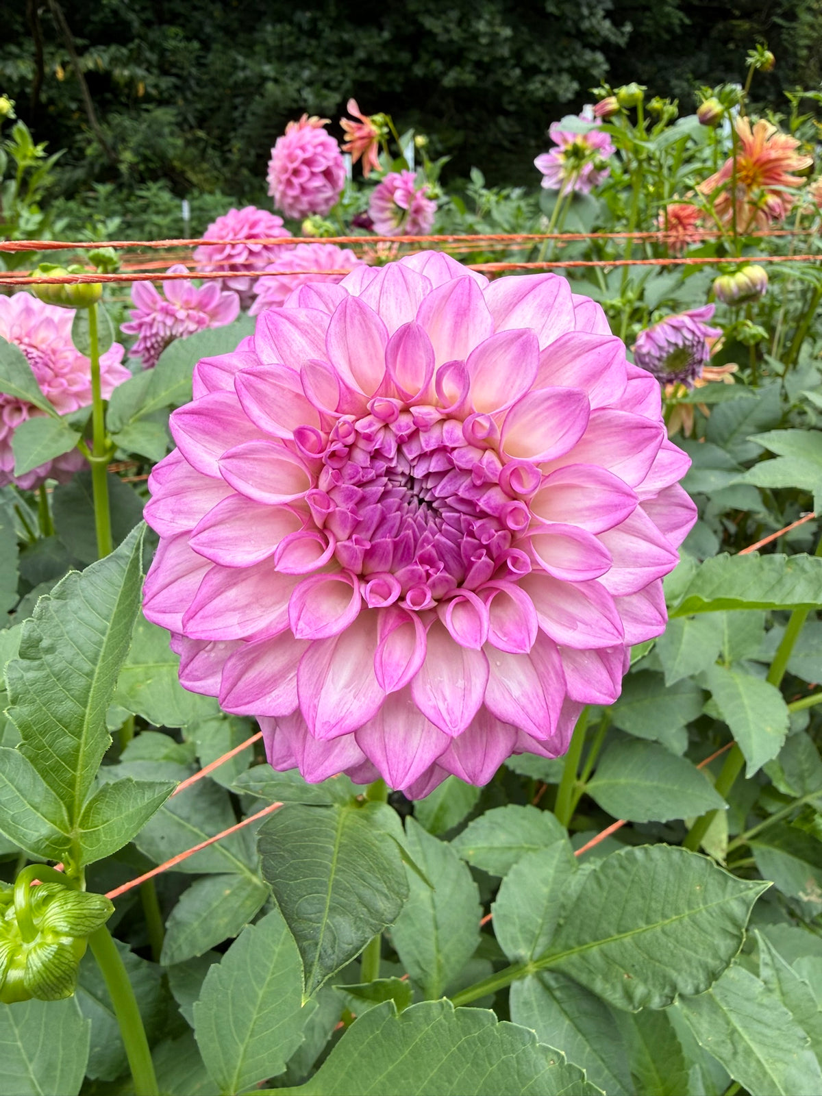 MFF Cotton Candy Dahlia Tuber