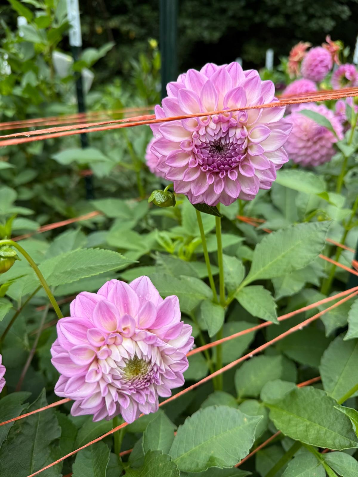 MFF Cotton Candy Dahlia Tuber