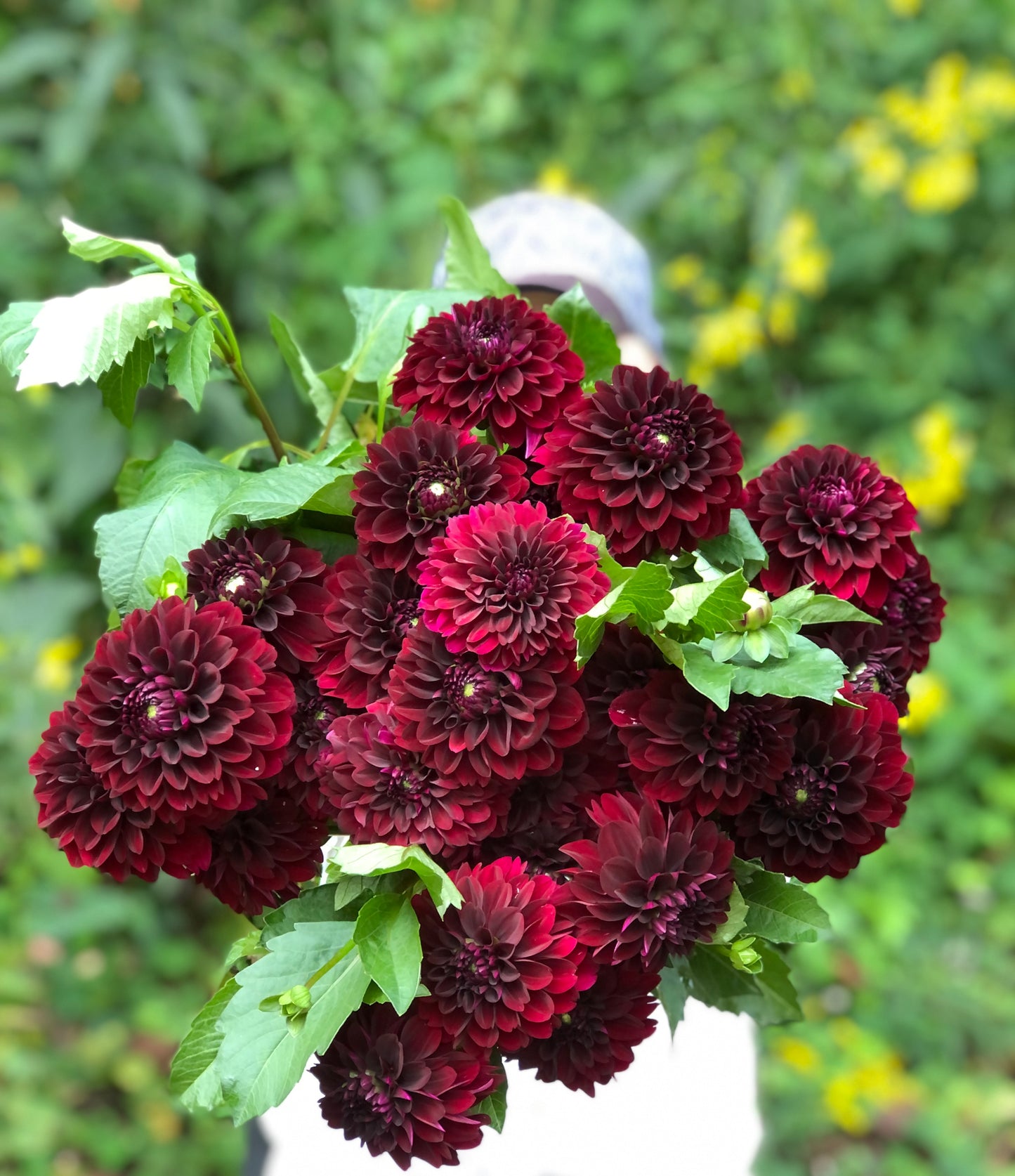 Lights Out Dahlia Tuber