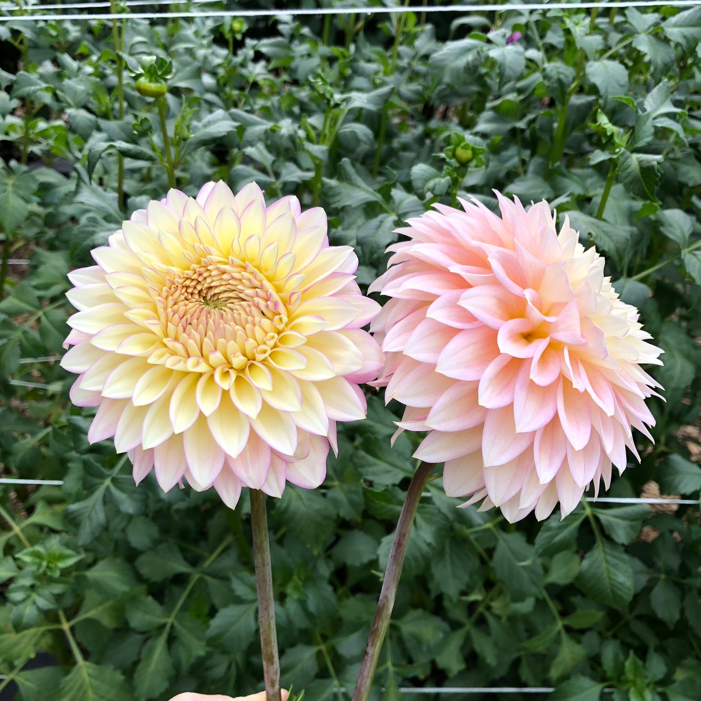 Bloomquist Blush Dahlia Tuber