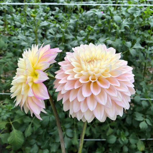 Bloomquist Blush Dahlia Tuber