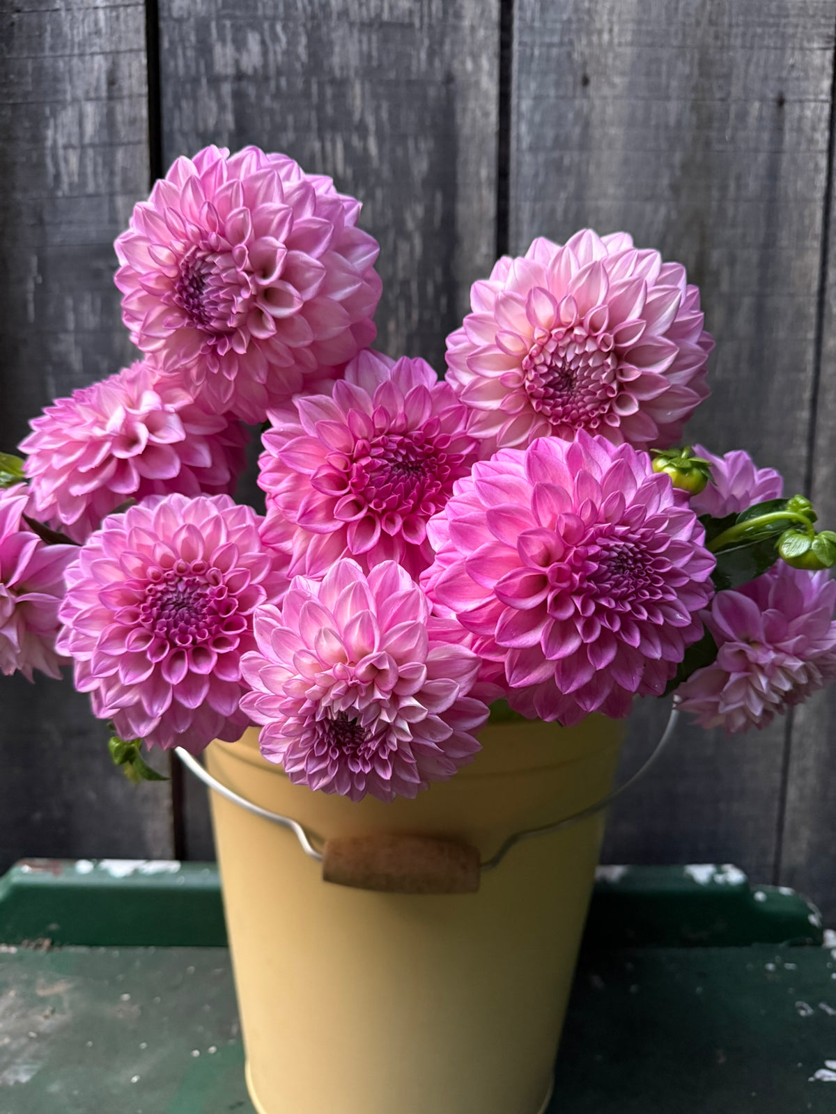 MFF Cotton Candy Dahlia Tuber