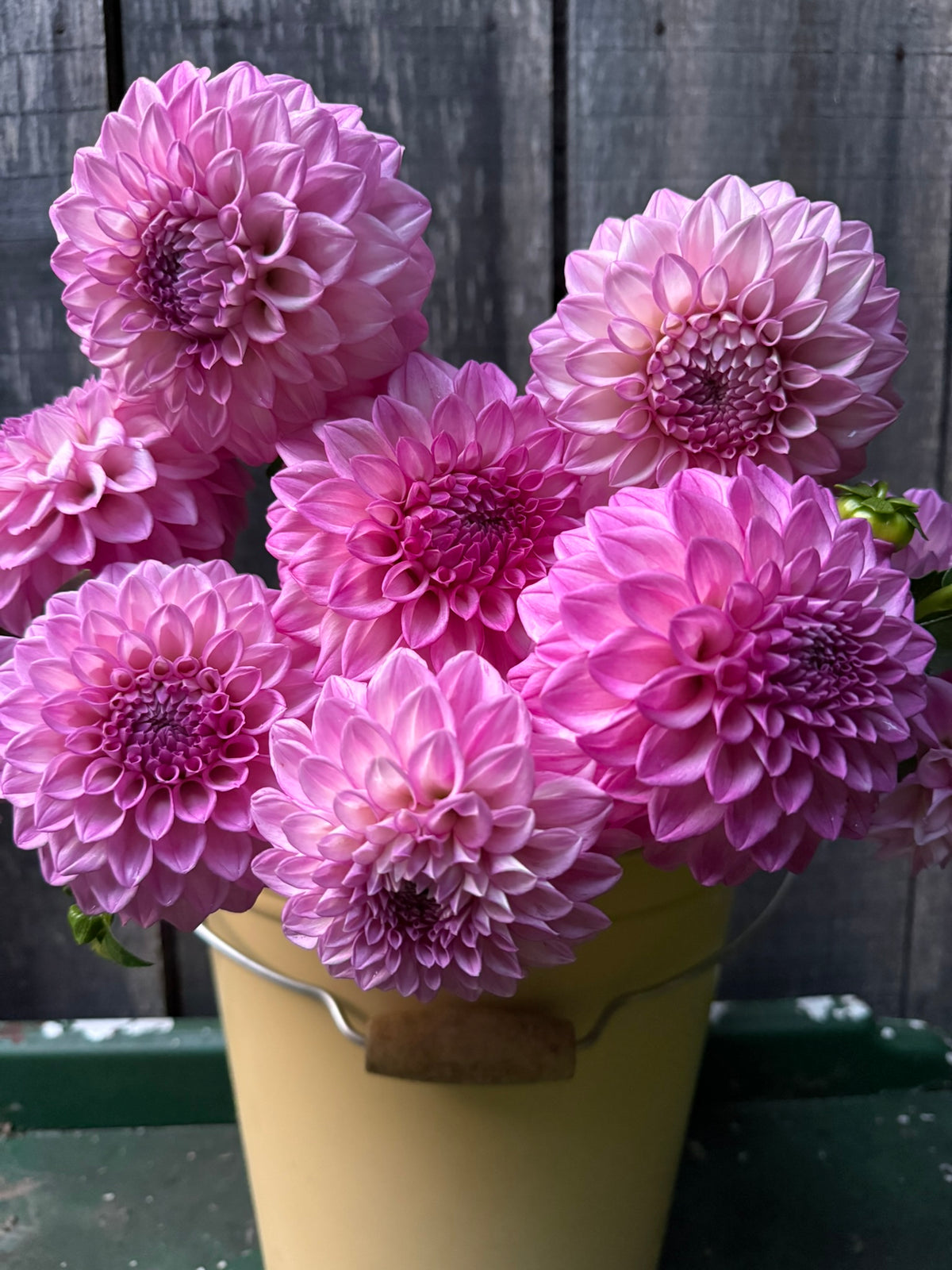 MFF Cotton Candy Dahlia Tuber