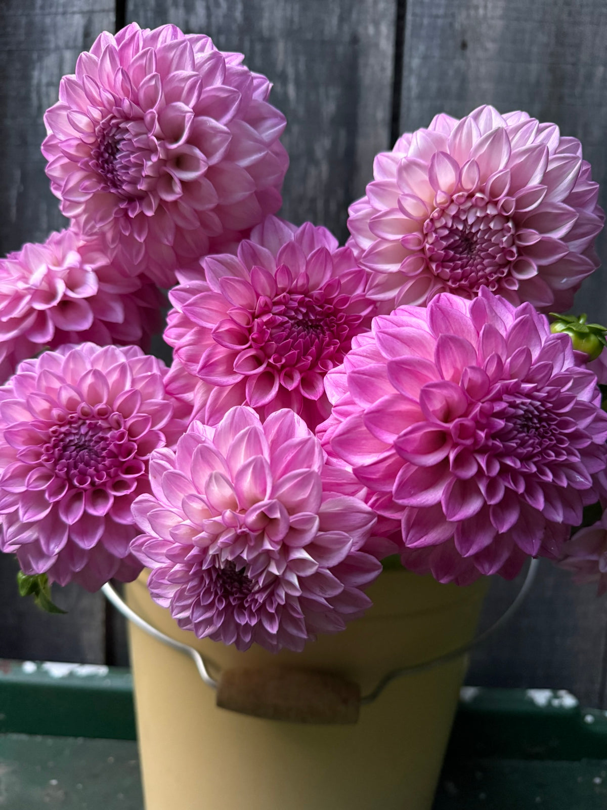 MFF Cotton Candy Dahlia Tuber