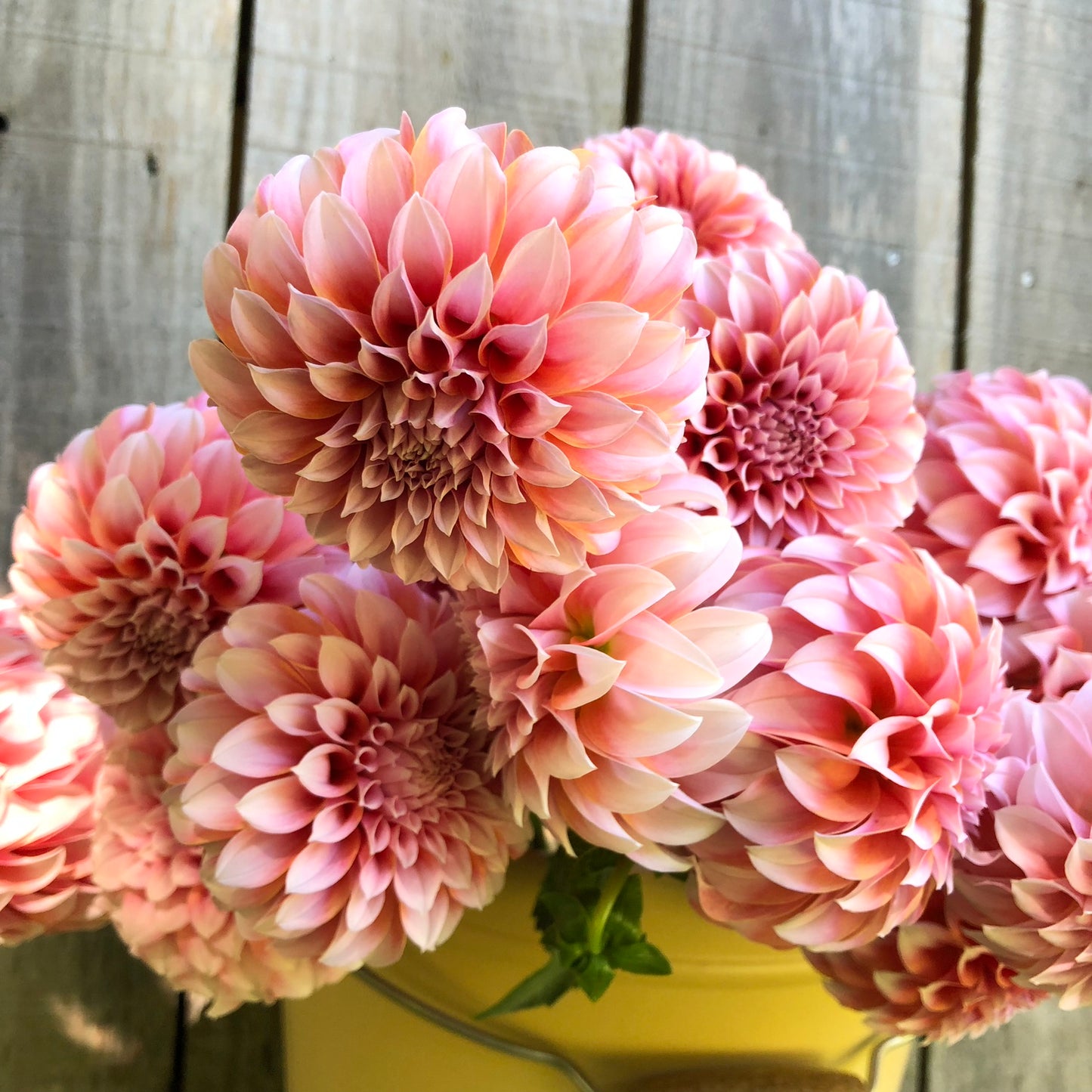 Peaches N' Cream Dahlia Tuber