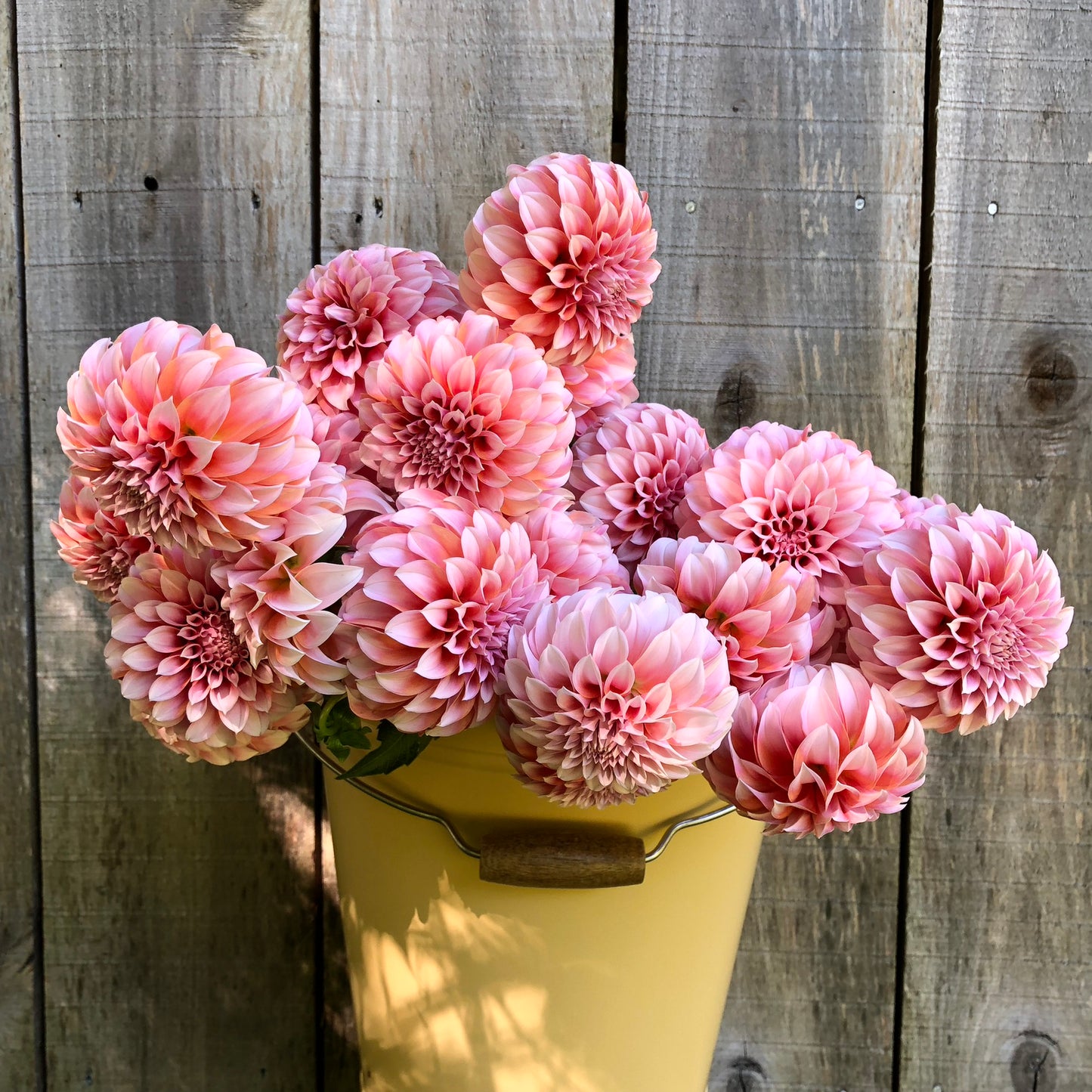 Peaches N' Cream Dahlia Tuber