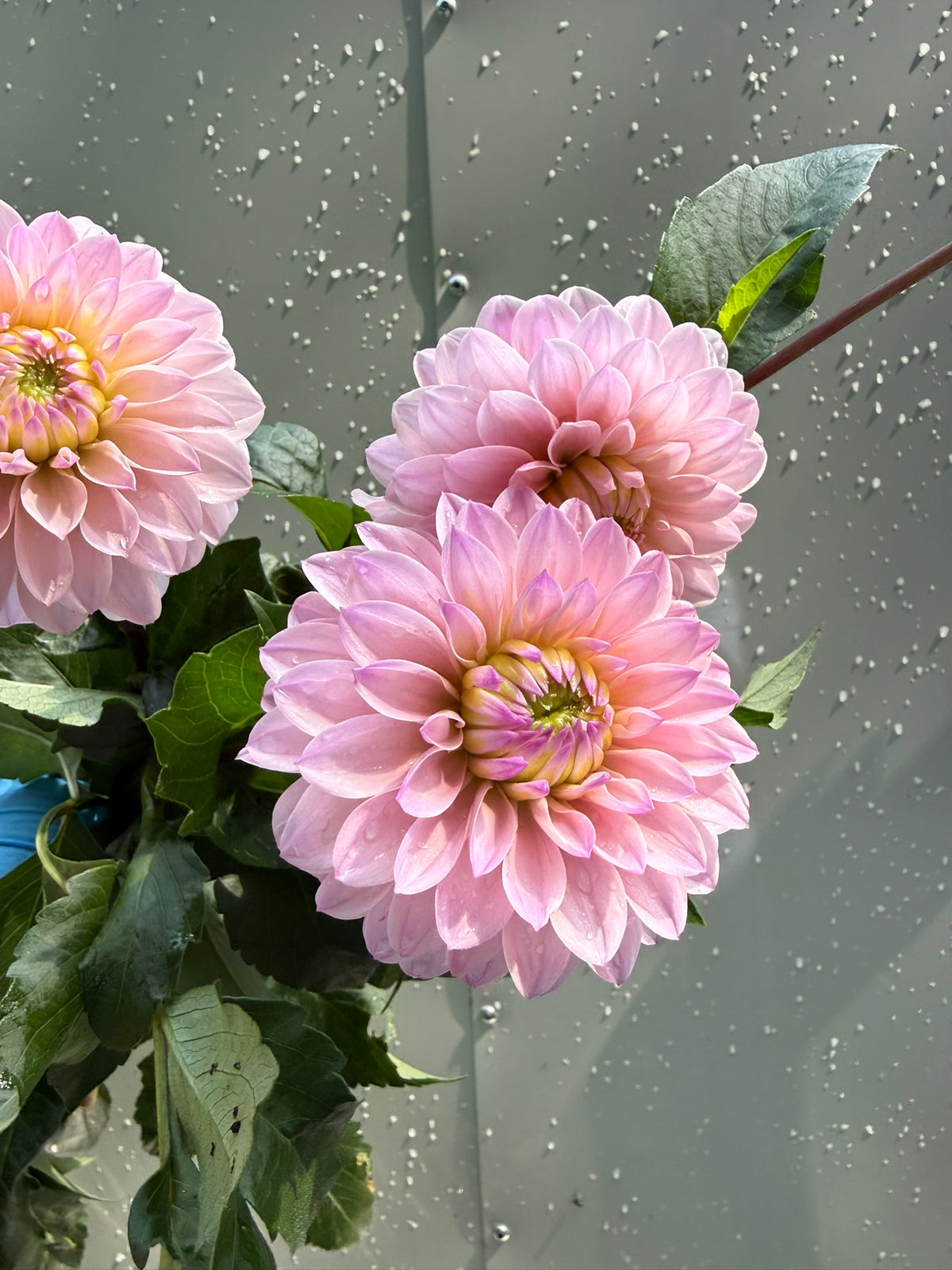 RM Aurora Dahlia Tuber