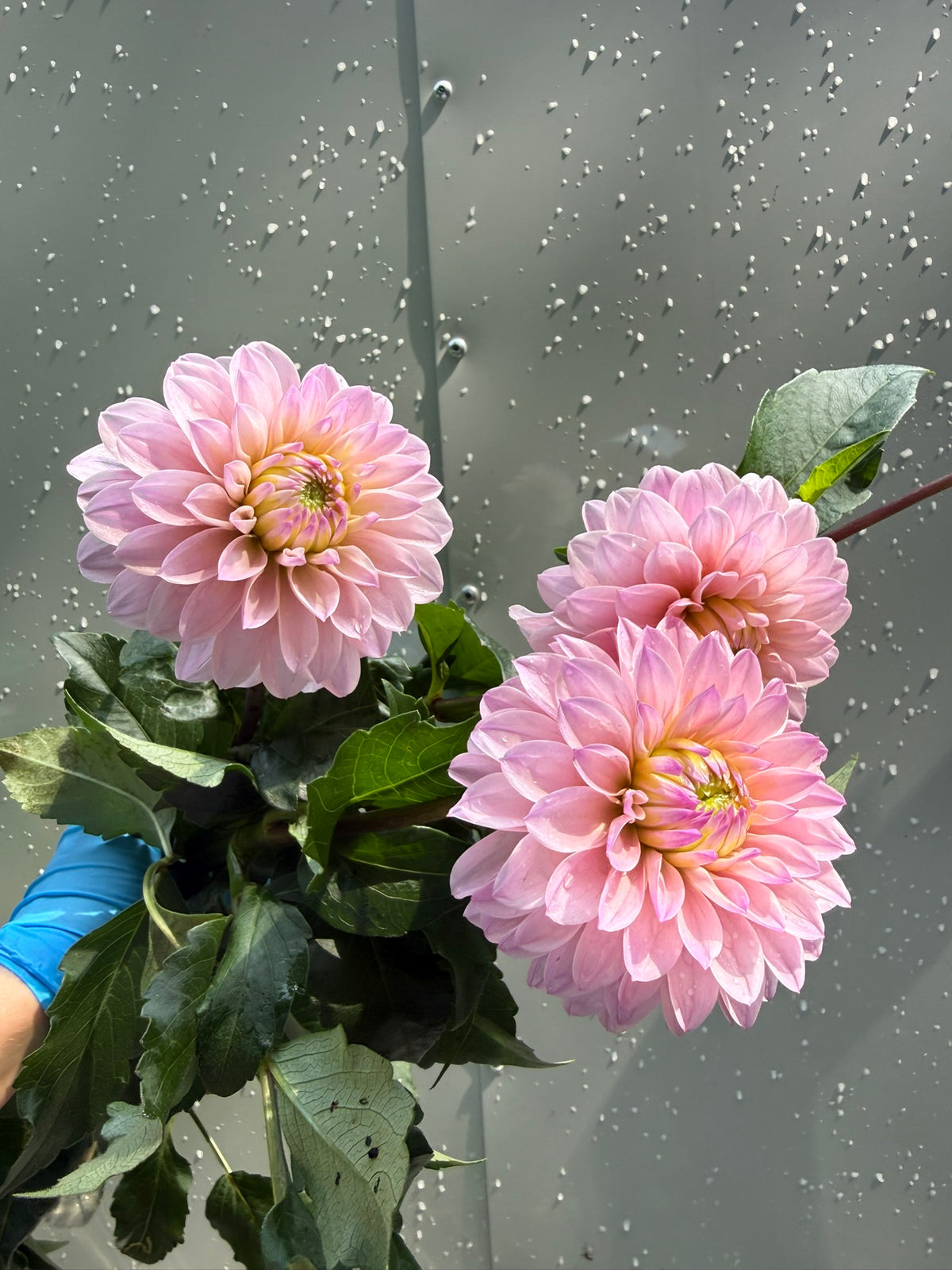 RM Aurora Dahlia Tuber