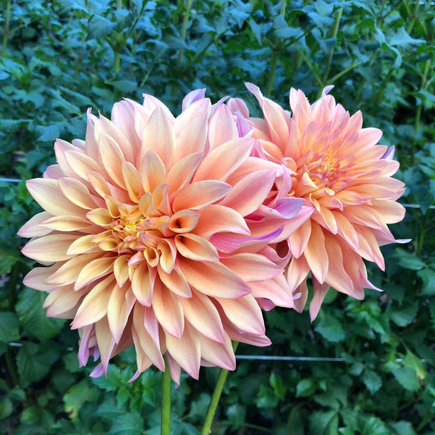 Tyrell Dahlia Tuber