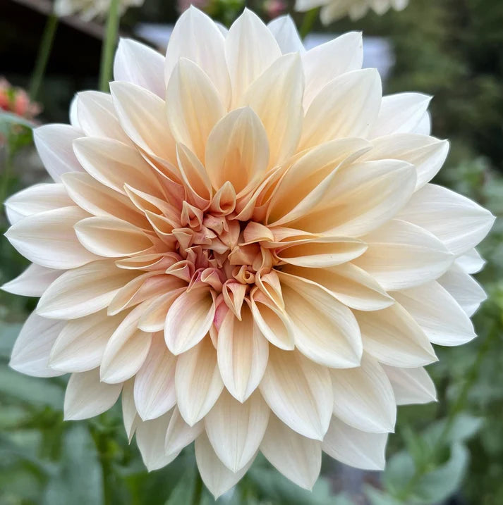 Cafe Au Lait Mystery Dahlia Tuber