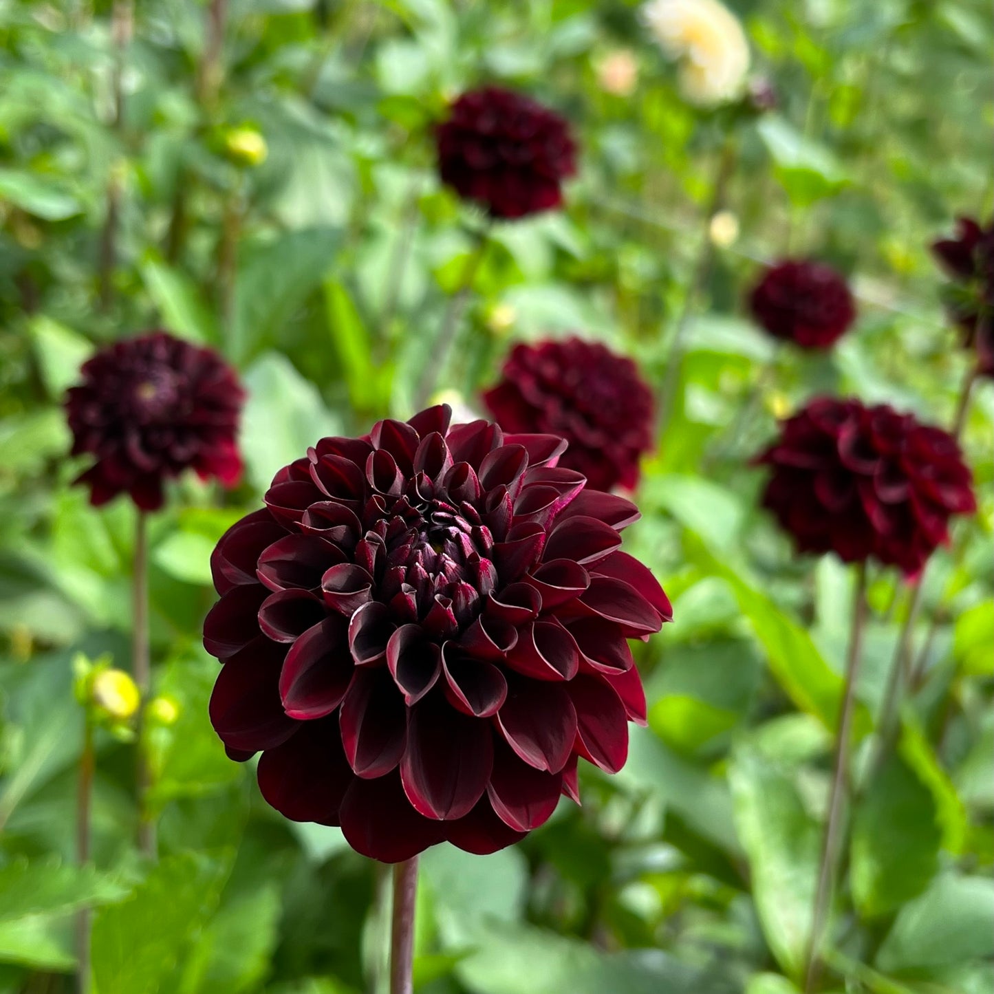 Lights Out Dahlia Tuber